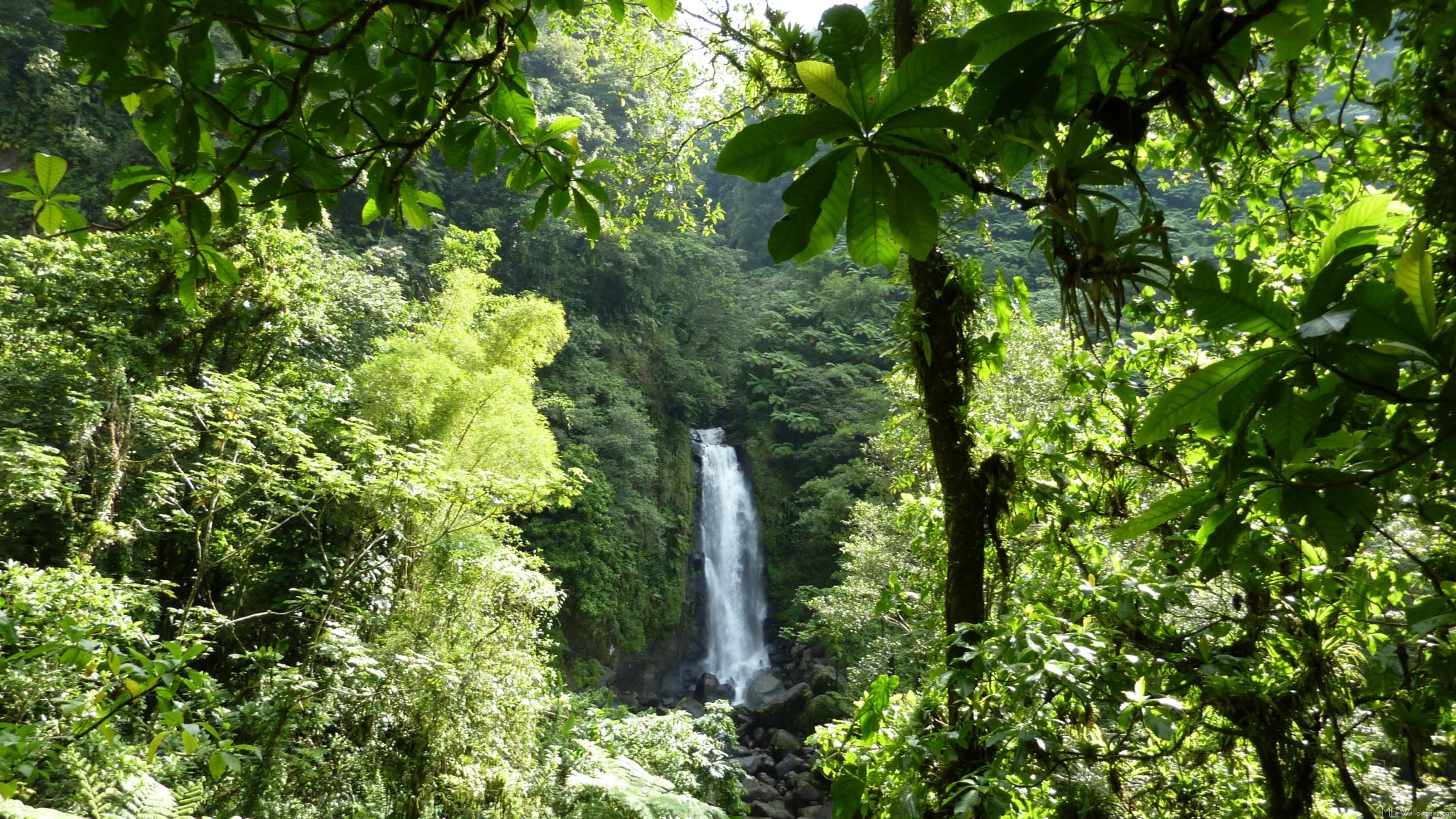 Trafalgar Falls, Amazon Rain Forest Wallpaper, 2140x1200 HD Desktop