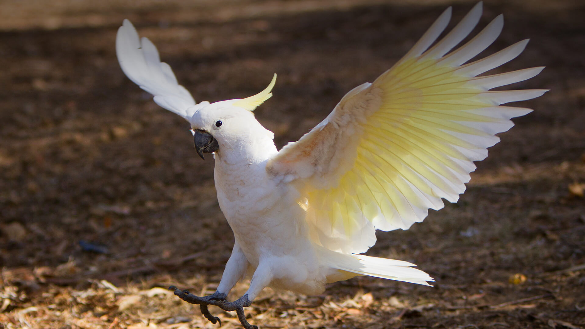 Cockatoo, Animals, Posted by Sarah, 1920x1080 Full HD Desktop