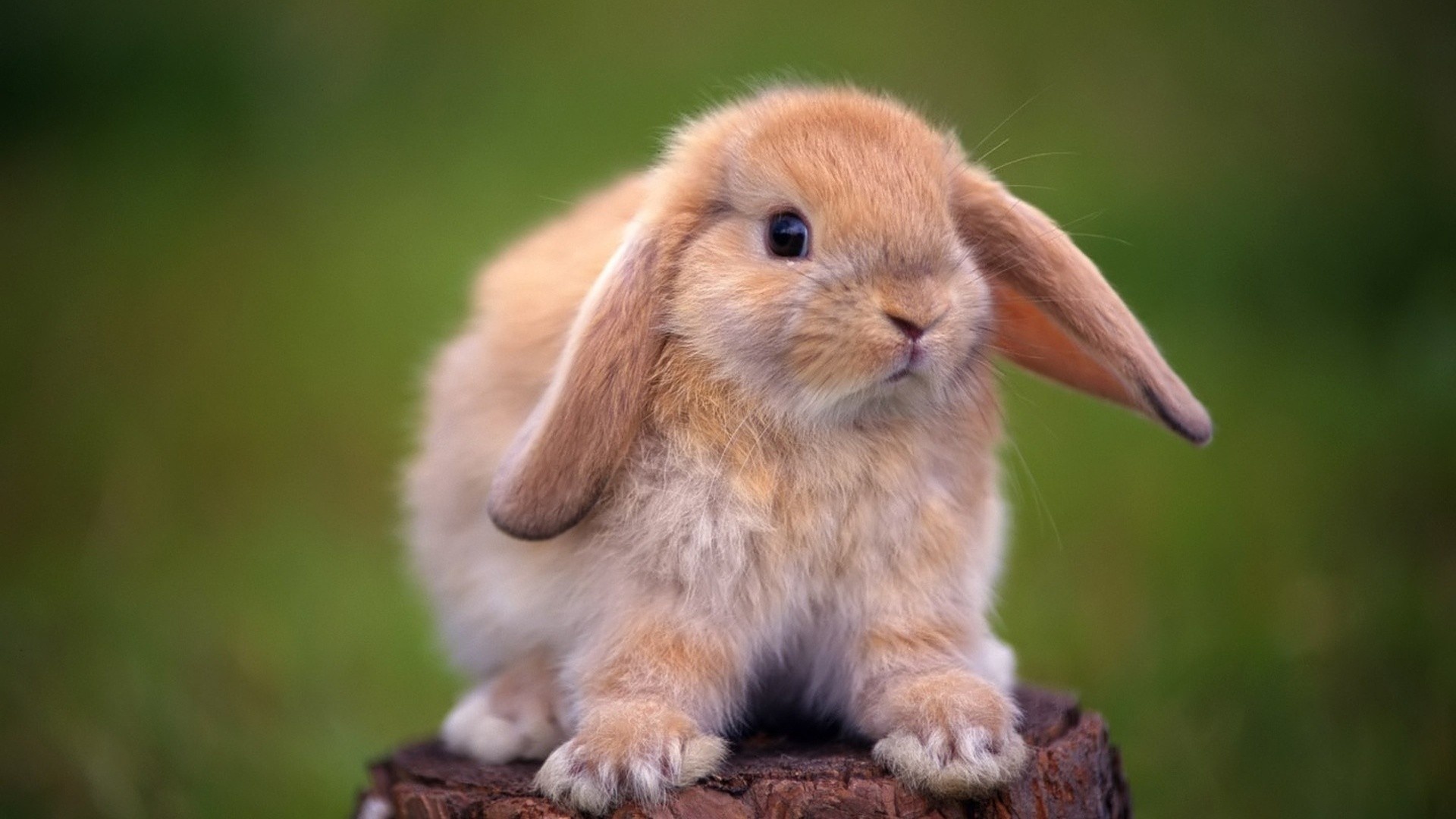 Bunny, HD wallpapers, Animal backgrounds, Cute rabbits, 1920x1080 Full HD Desktop