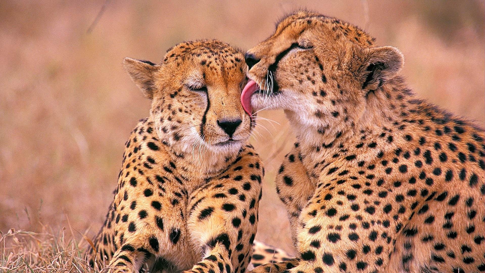 Couple, Cheetah Wallpaper, 1920x1080 Full HD Desktop