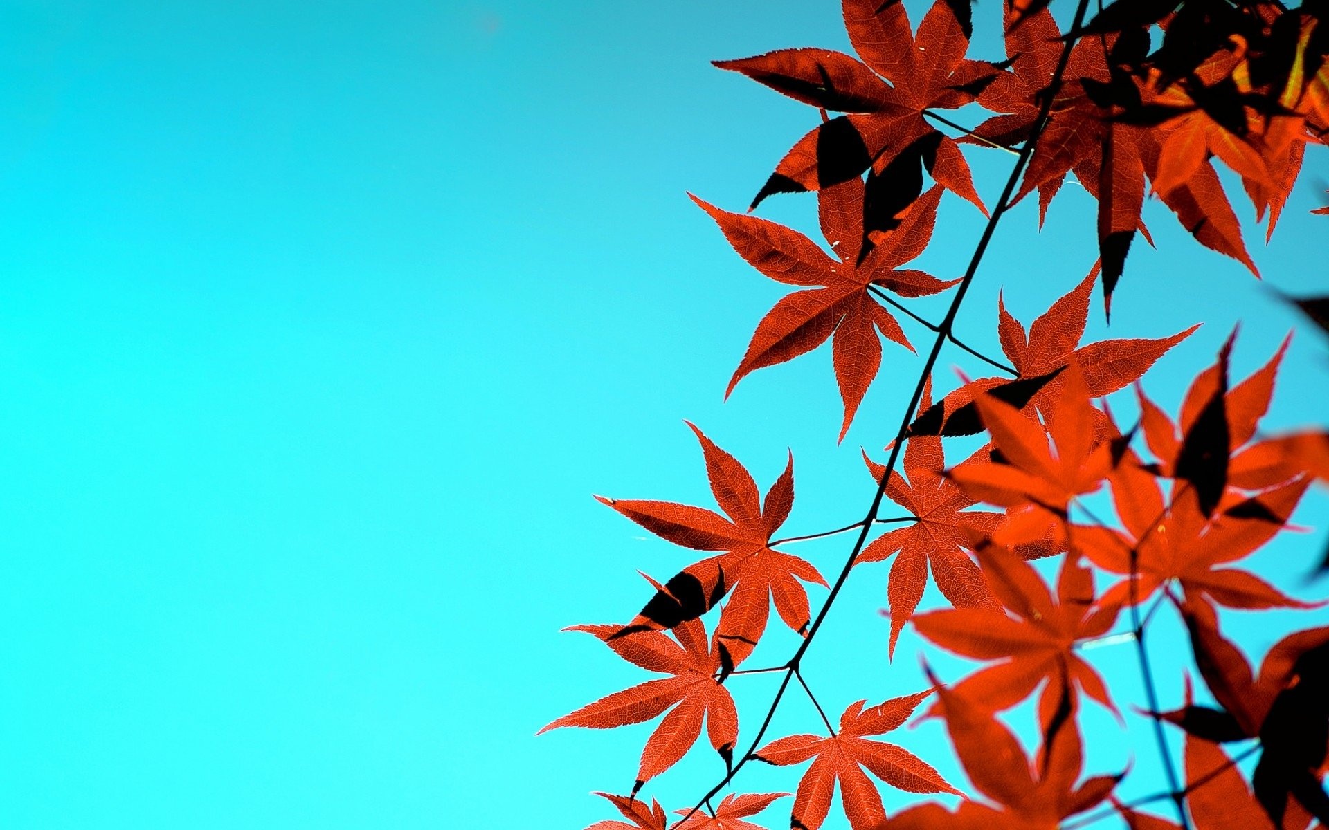 Maple tree, HD wallpaper, Beautiful backdrop, Nature's charm, 1920x1200 HD Desktop