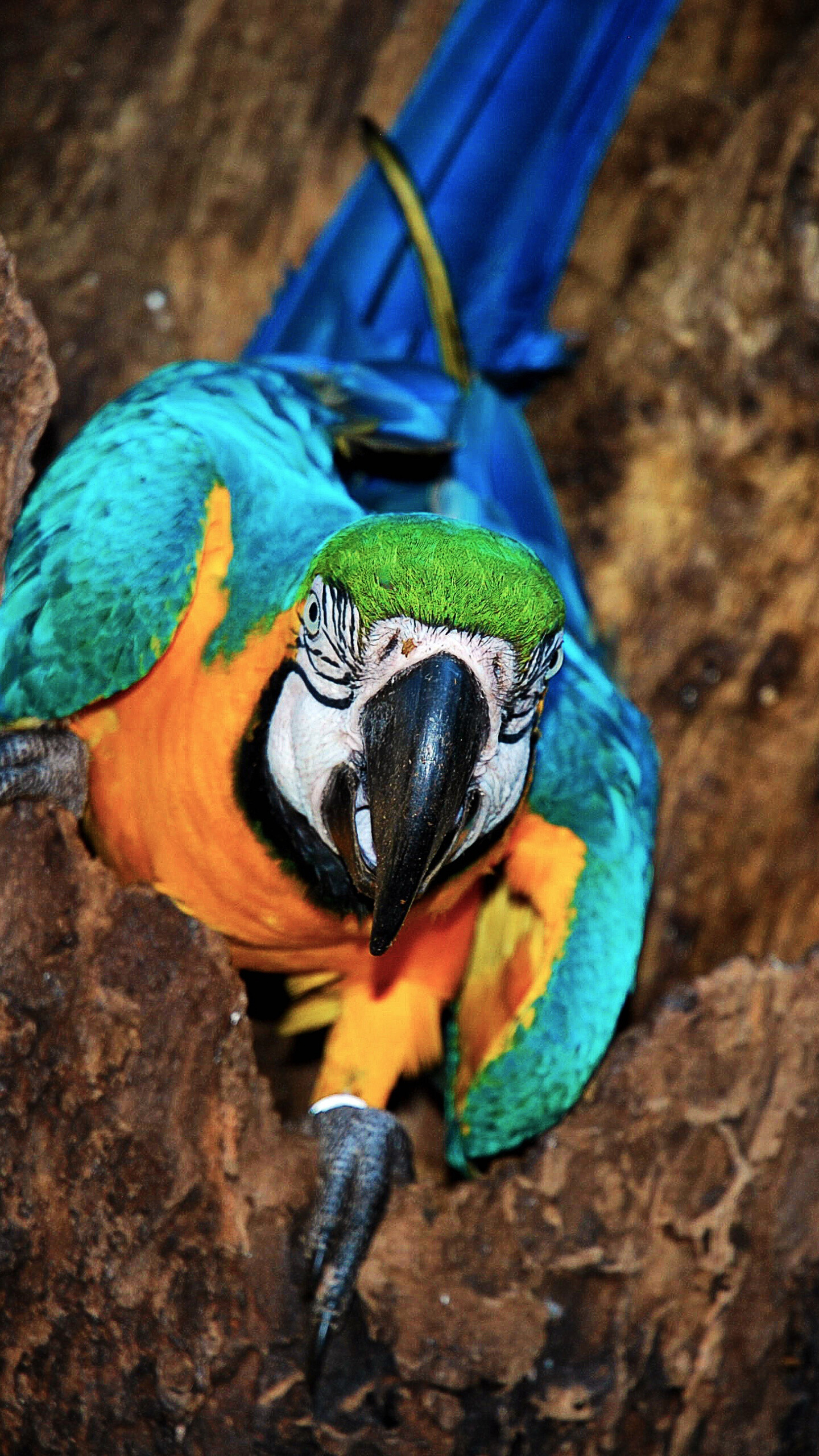 Parrot, Colorful bird, QHD Samsung Galaxy, Animal wallpaper, 1440x2560 HD Phone