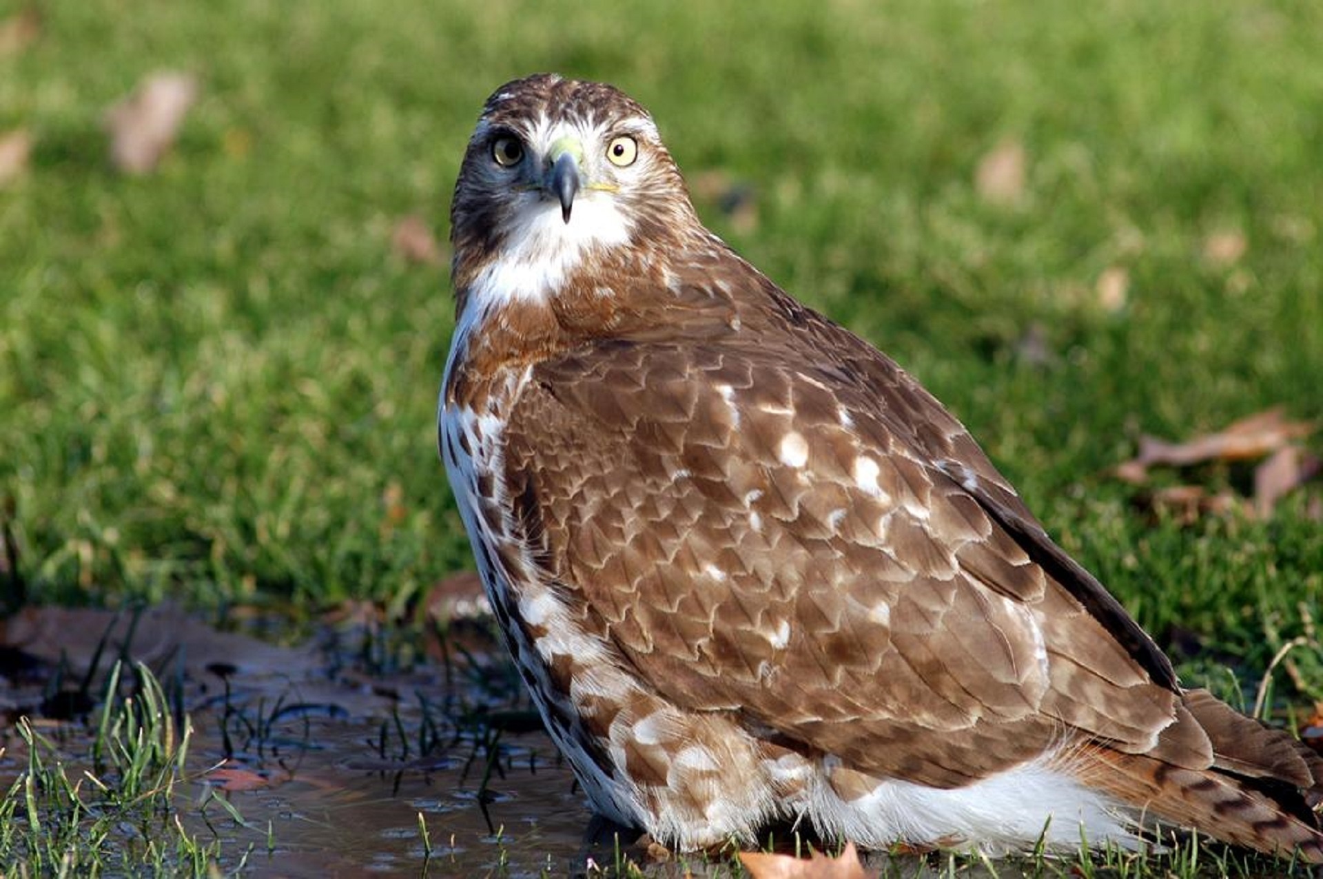 Red tailed hawk, Bird animal, Jooinn free download, 1920x1280 HD Desktop