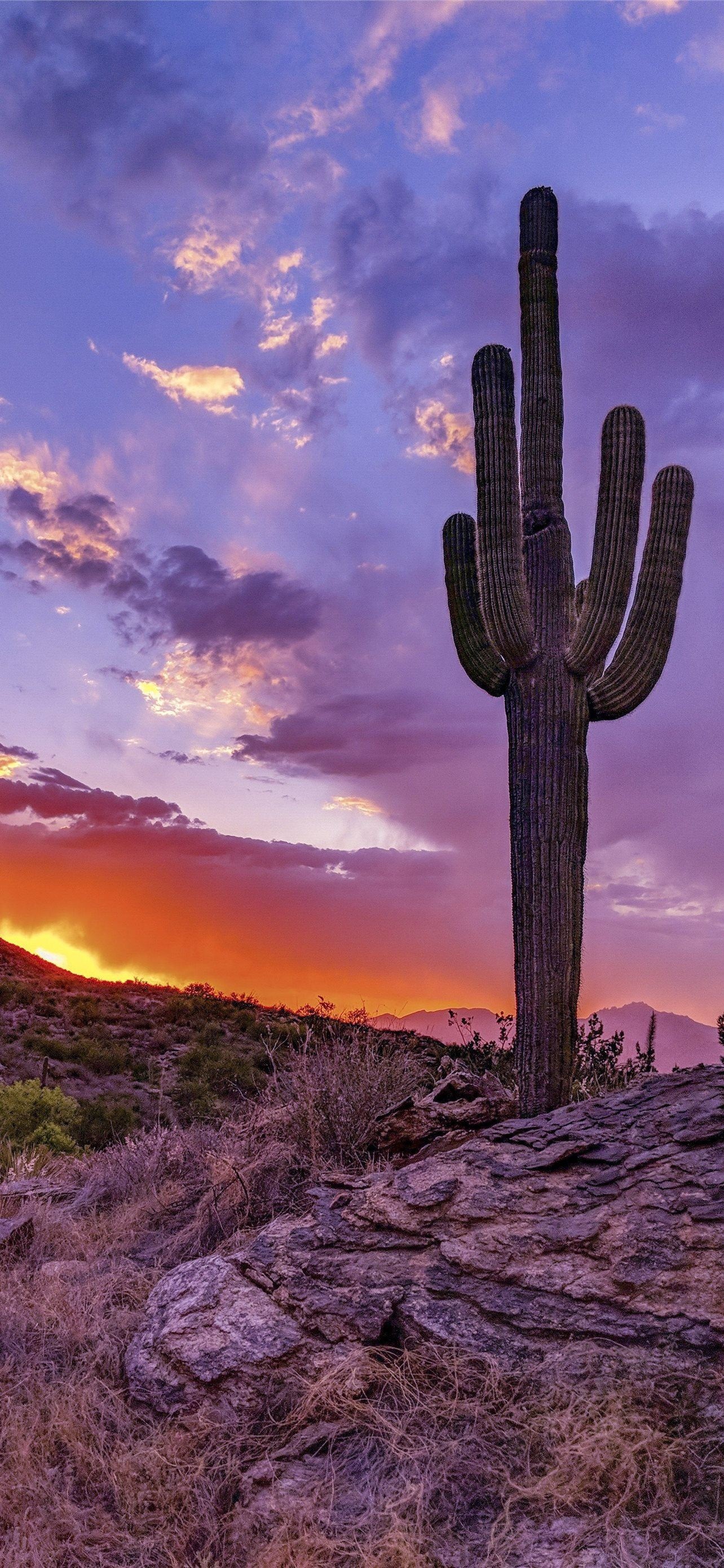 Arizona iPhone wallpapers, Free, Downloads, High quality, 1290x2780 HD Phone