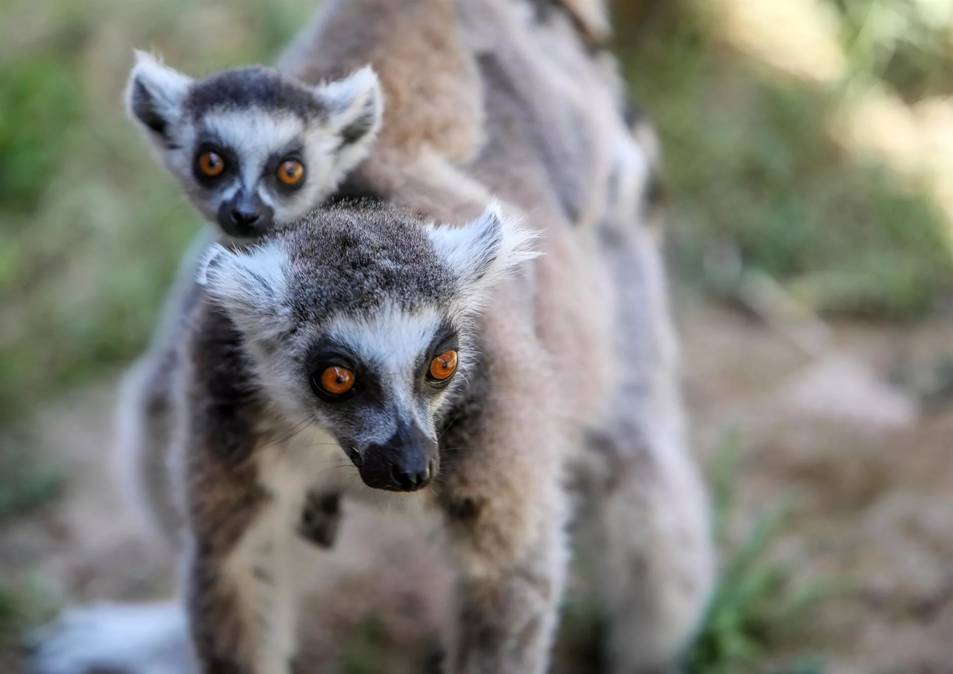 Antalya Zoo, Newborn species, Ring Tailed Lemur, Wildlife conservation, 1920x1360 HD Desktop