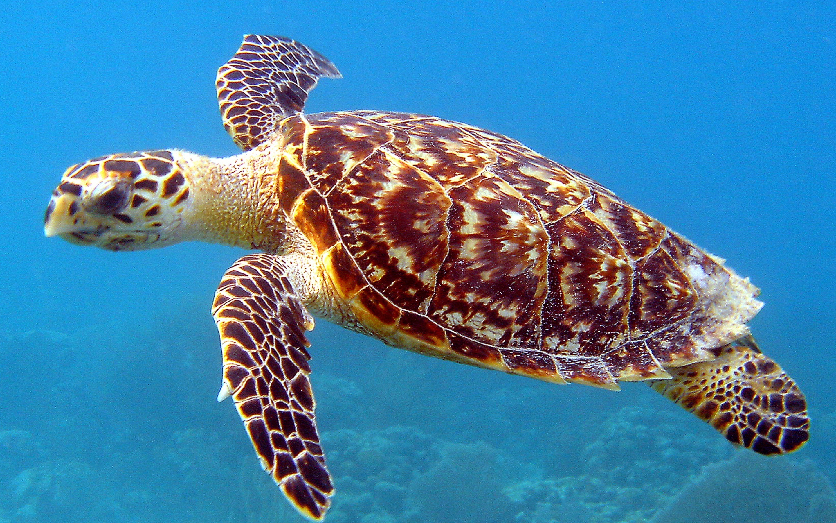 Sea turtle 40881, Sea turtle wallpaper, 2880x1800 HD Desktop