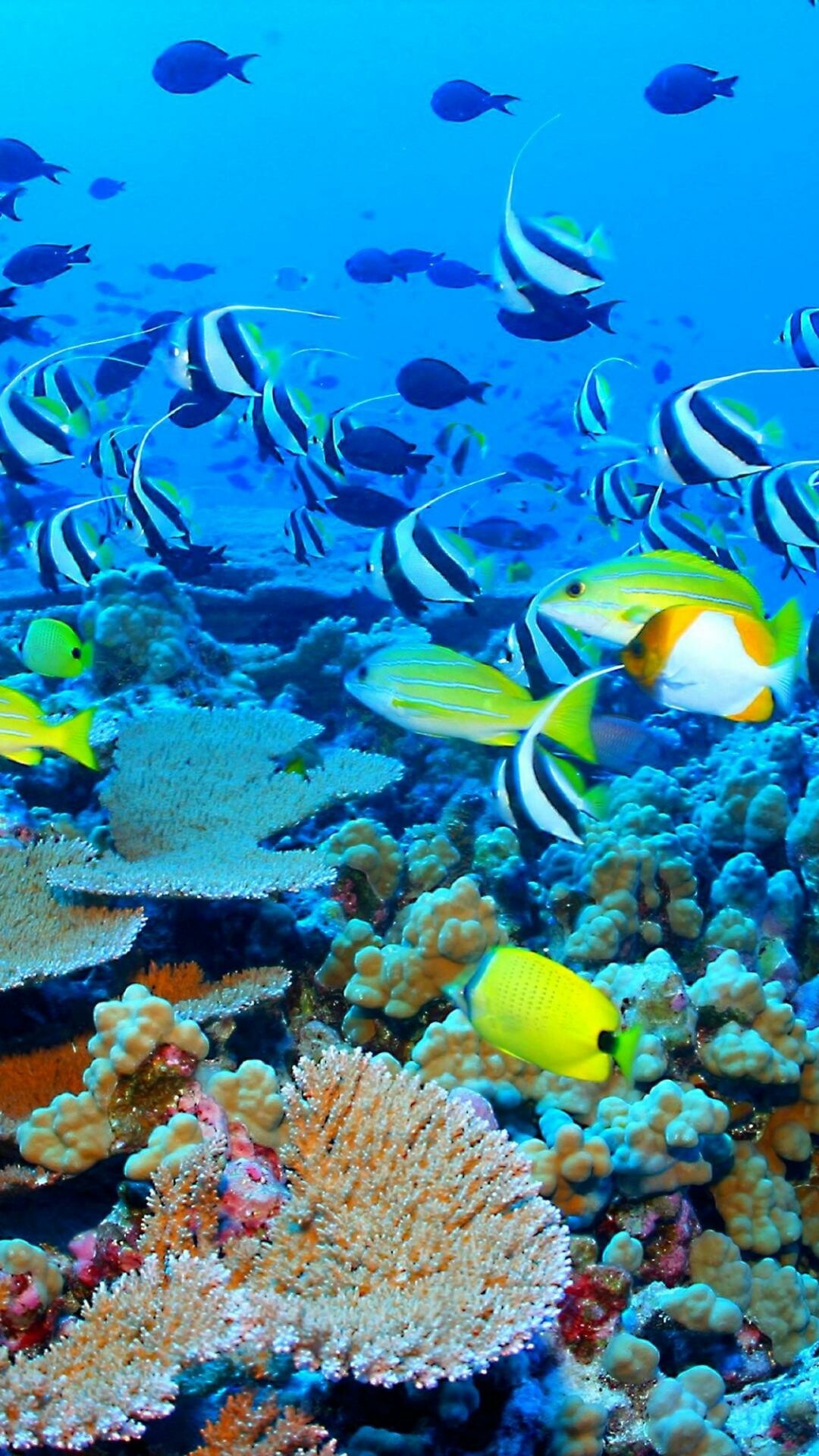 Great Barrier Reef, Stunning background, Breathtaking destination, Explore marine life, 1080x1920 Full HD Phone