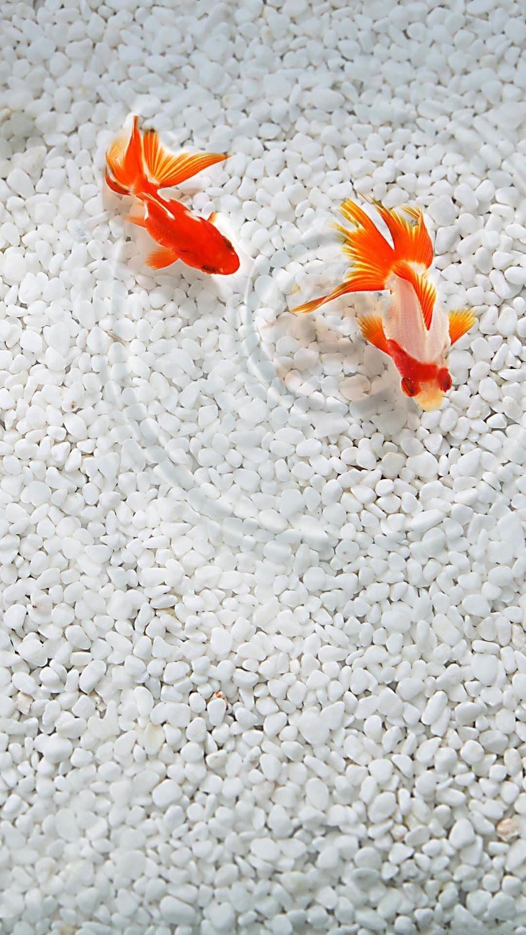 Goldfish, Cute aquatic creatures, Vibrant wallpaper, Playful pet, 1080x1920 Full HD Phone