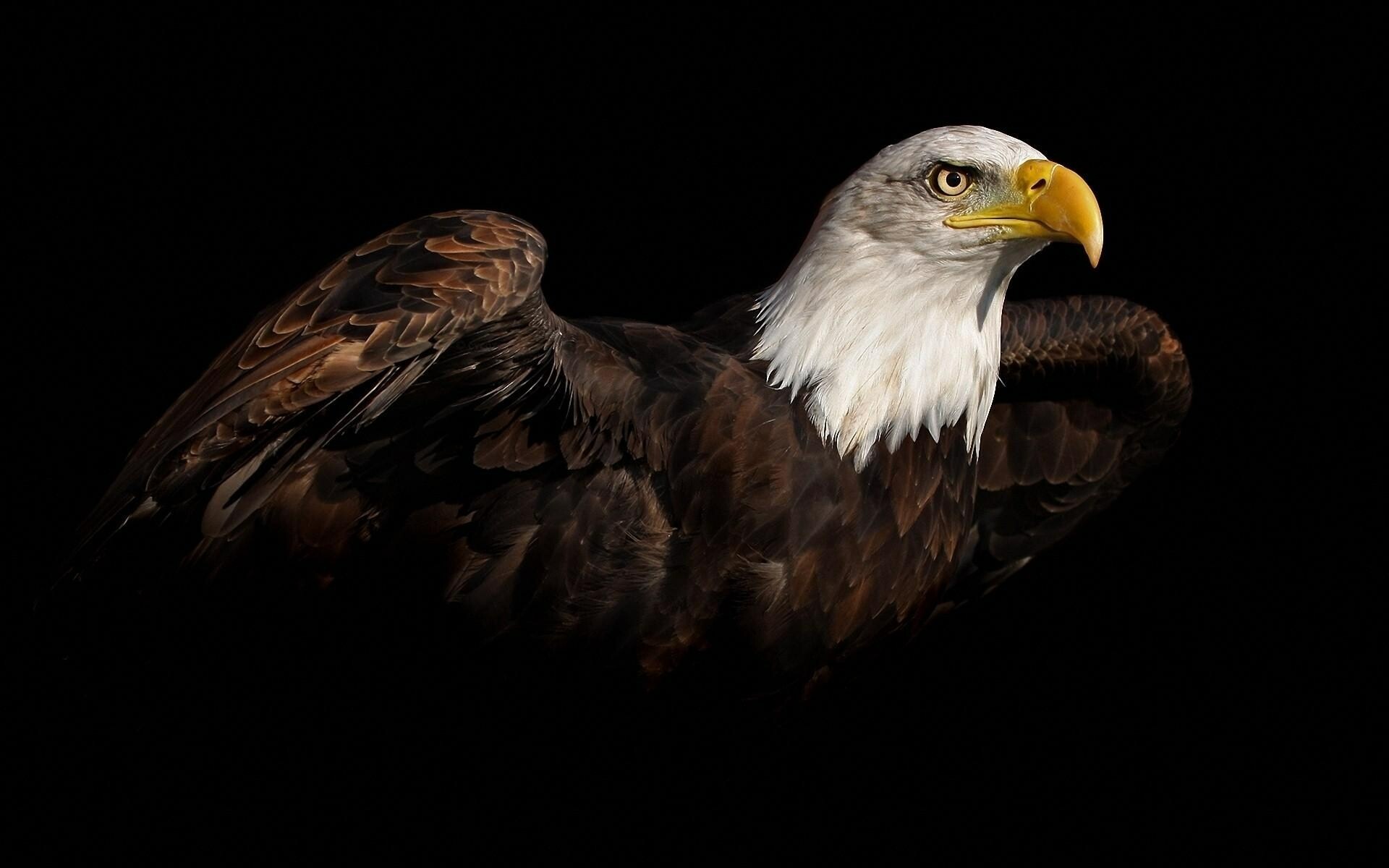 3D eagle desktop wallpaper, Striking visuals, Mesmerizing beauty, Impressive bird, 1920x1200 HD Desktop