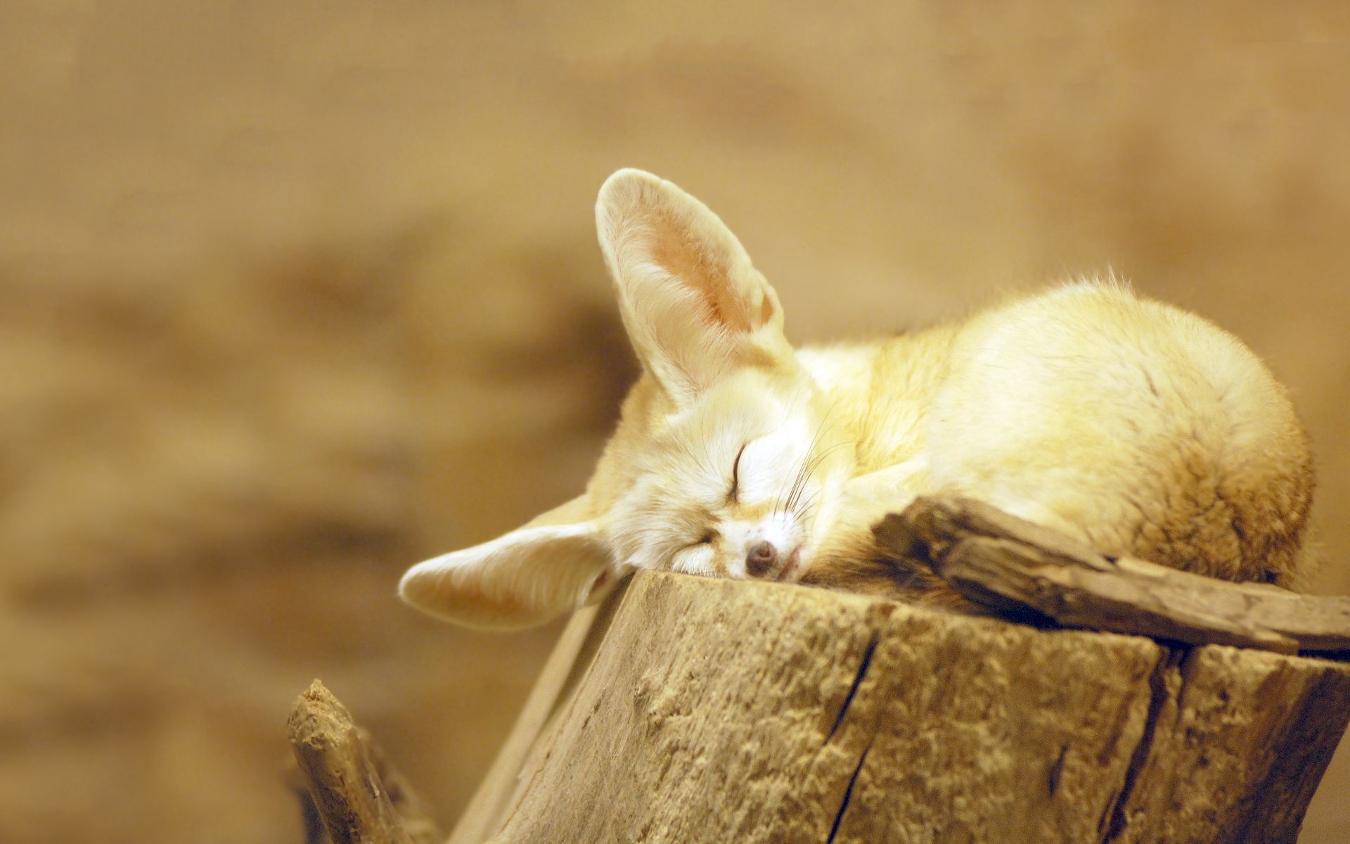 Fennec Fox, Cute desert dweller, Enchanting fennec, Desert fox, 1920x1200 HD Desktop