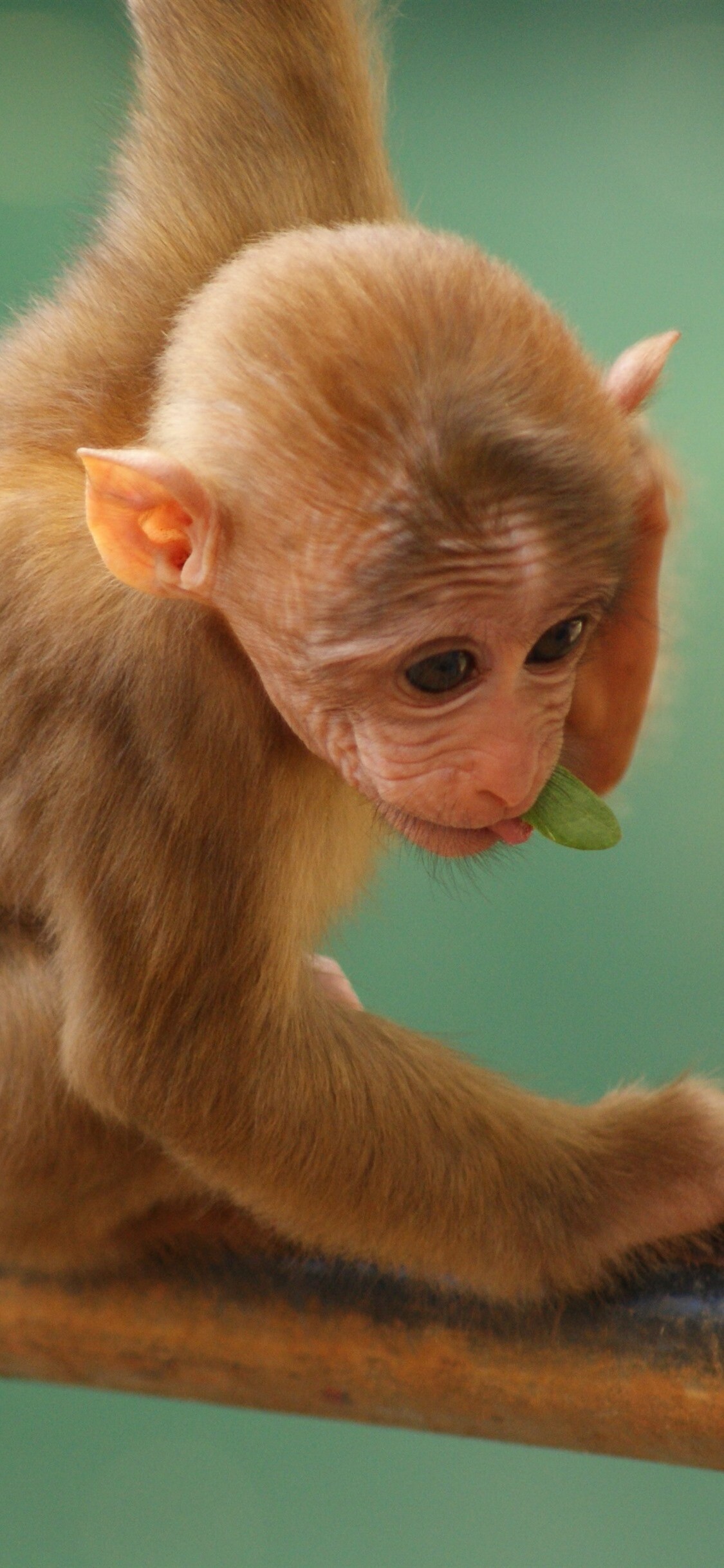 Baby monkey, Apes Wallpaper, 1130x2440 HD Phone