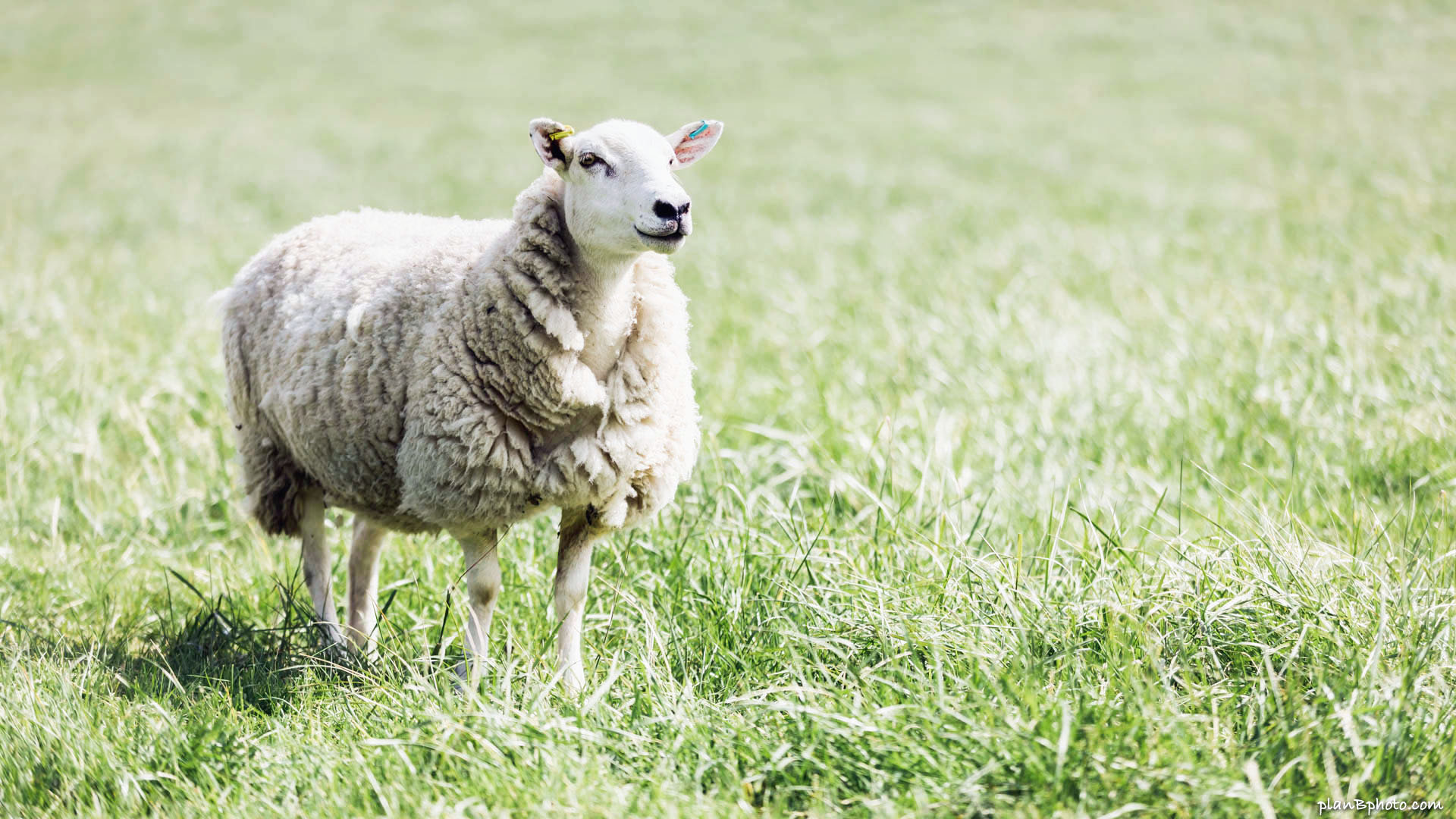 Sheep background images, Picturesque grazing scenes, Nature's beauty, Peaceful countryside, 1920x1080 Full HD Desktop