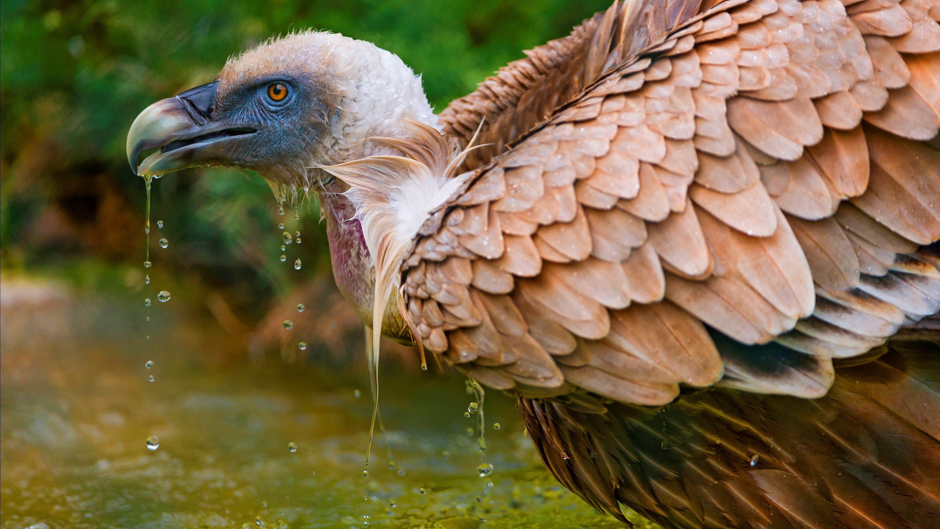 Griffon Vulture, Majestic bird, Soaring heights, 3840x2160 4K Desktop