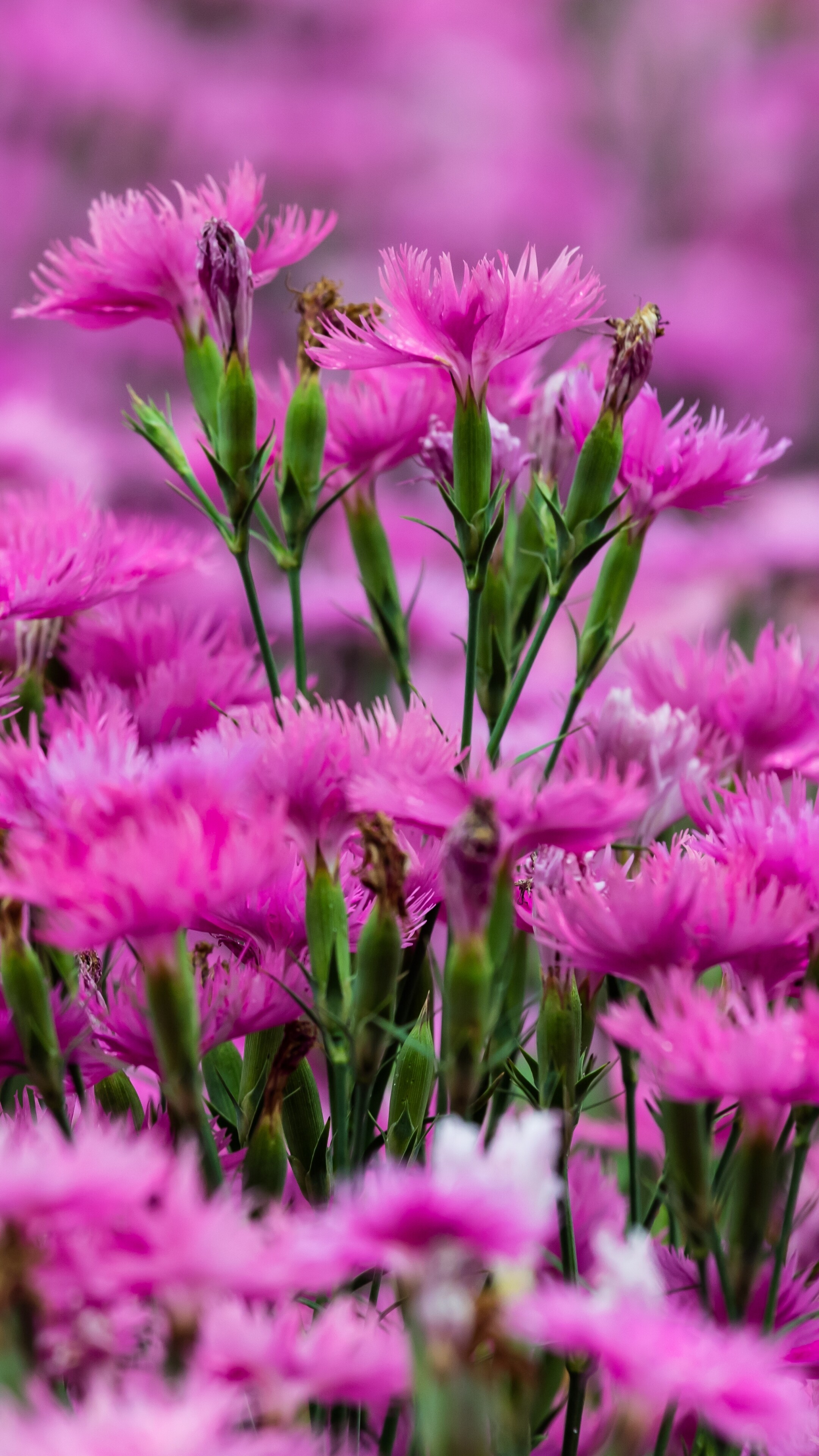 Earth carnation, Nature, 2160x3840 4K Phone