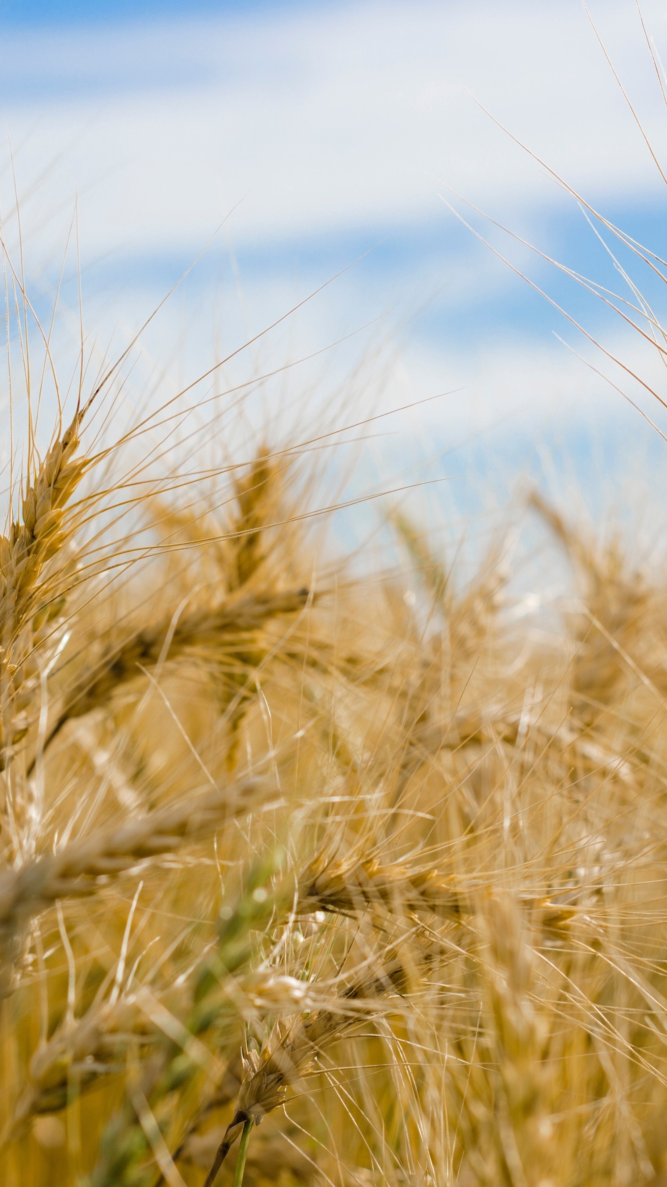 Wheat, Farms Wallpaper, 2160x3840 4K Phone