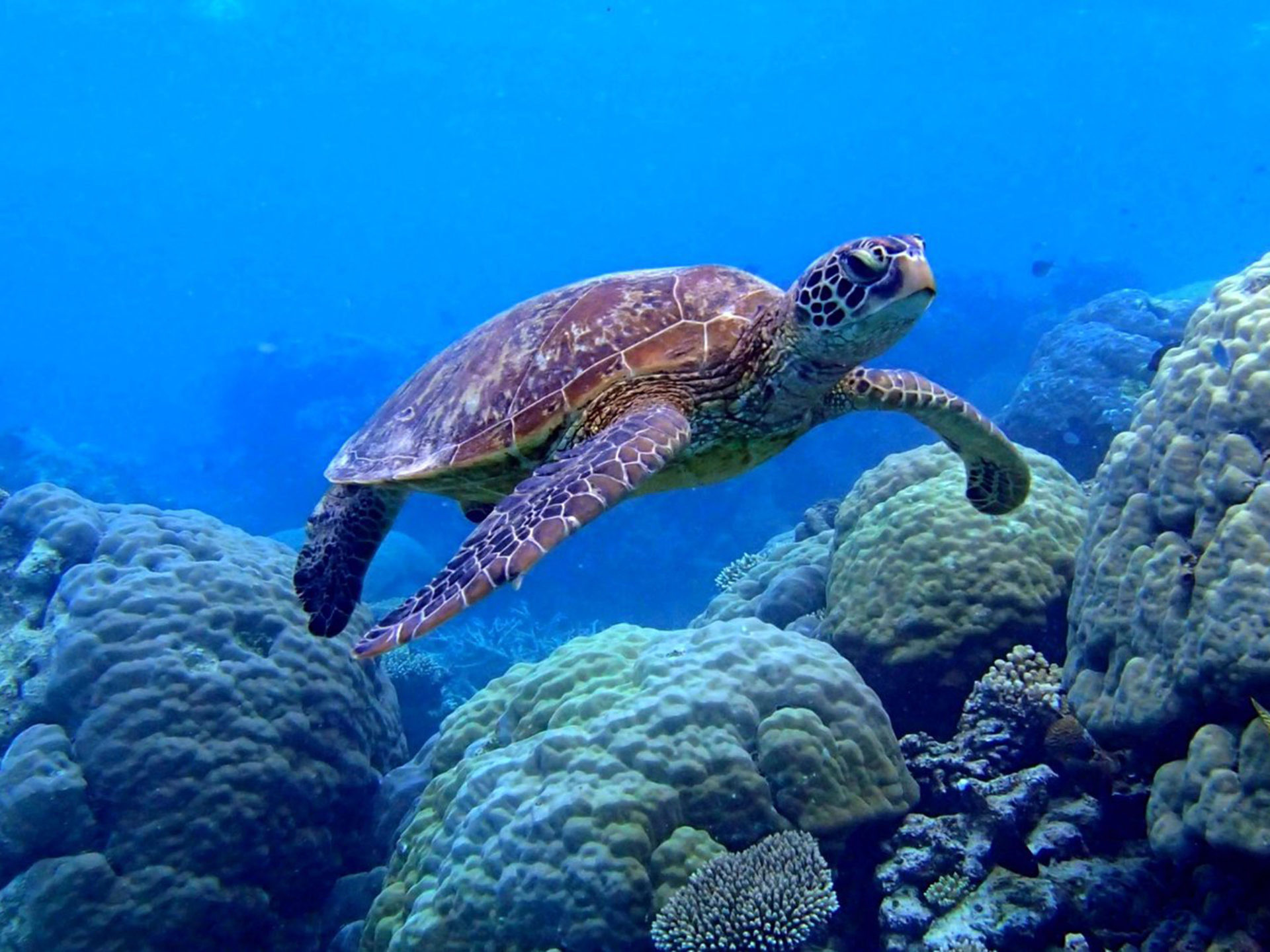 Underwater wonder, Sea turtle in motion, Coral scene, Desktop delight, 1920x1440 HD Desktop