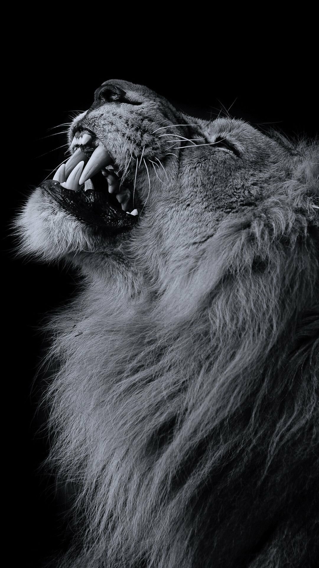 Top quality lion wallpapers, HD 4K resolution, Majestic creatures, Powerful presence, 1080x1920 Full HD Phone