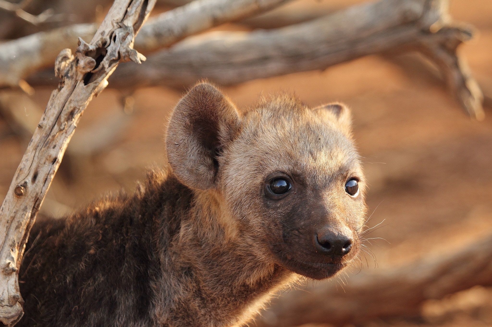 Brown hyena, Hyena Wallpaper, 2050x1370 HD Desktop