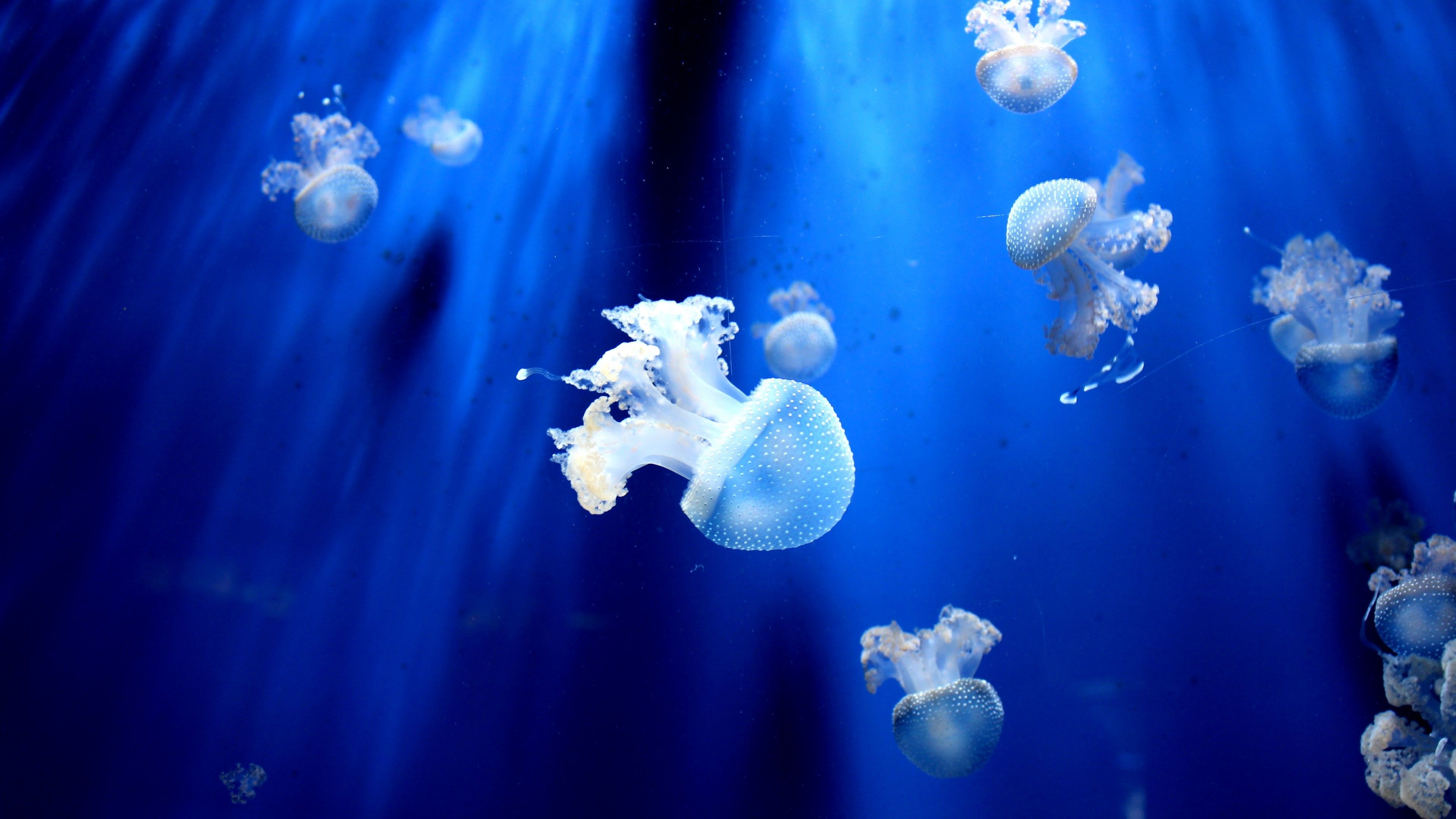 Jellyfish, Sea Animals Wallpaper, 3840x2160 4K Desktop