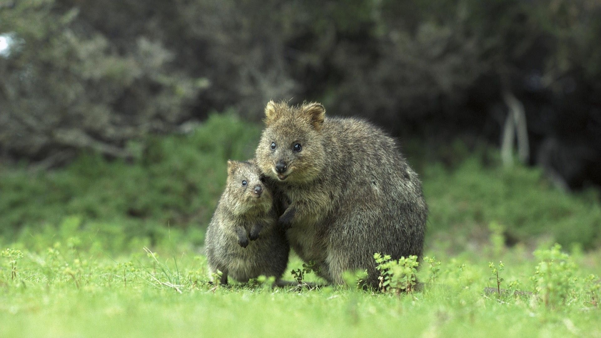 Australian wildlife, Animal wallpapers, Cute creatures, Breathtaking photography, 1920x1080 Full HD Desktop