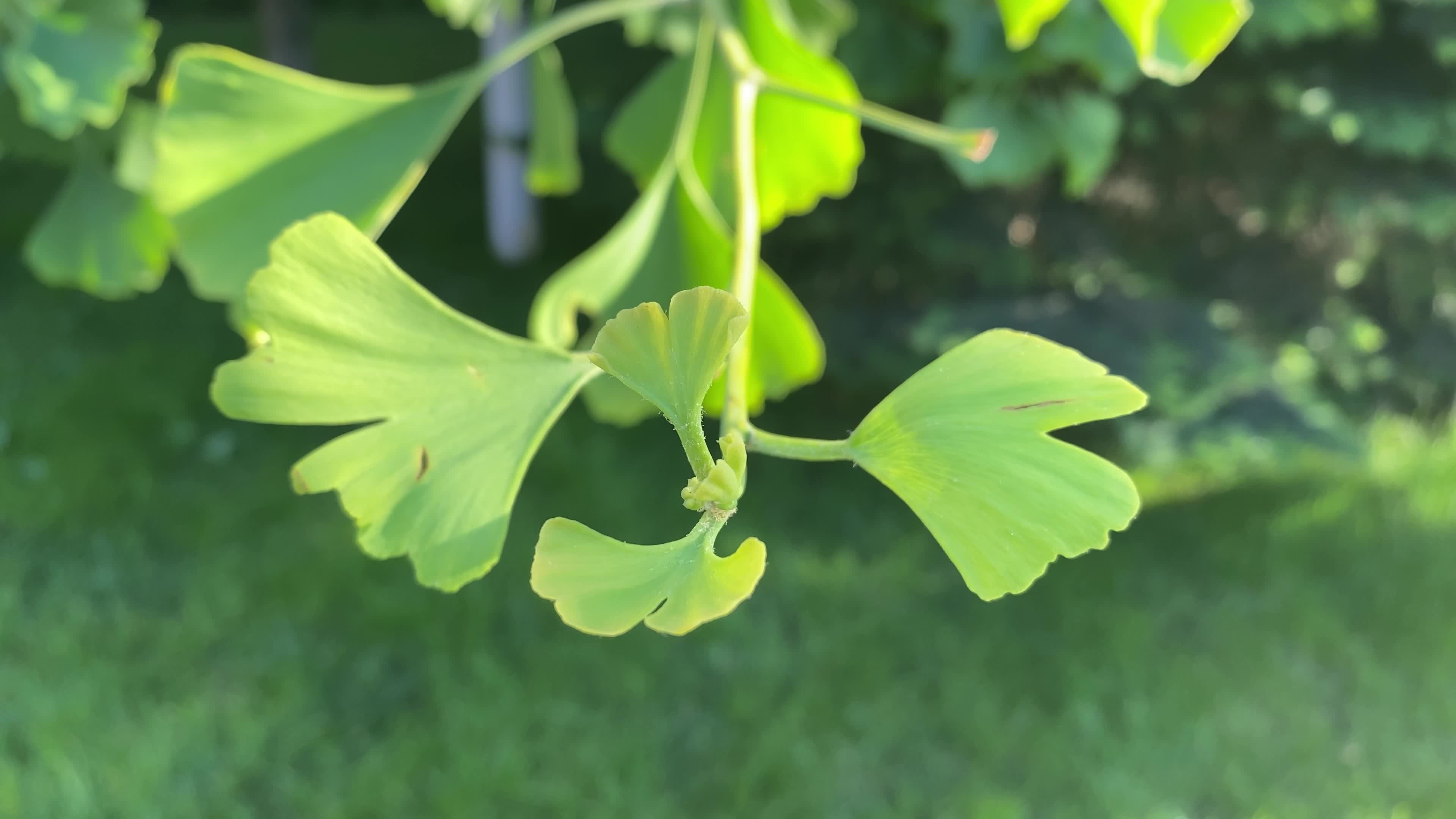 Ginkgo Biloba, Free stock footage, Natural videos, Botanical wonders, 3840x2160 4K Desktop