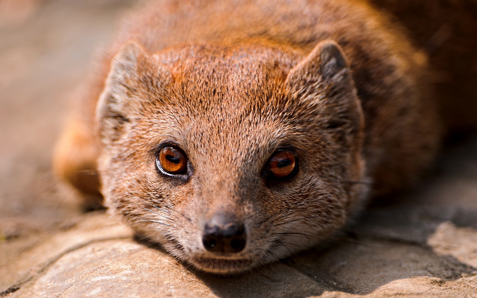 Mongoose, High-quality wallpapers, Wild animal kingdom, Nature's beauty, 1920x1200 HD Desktop