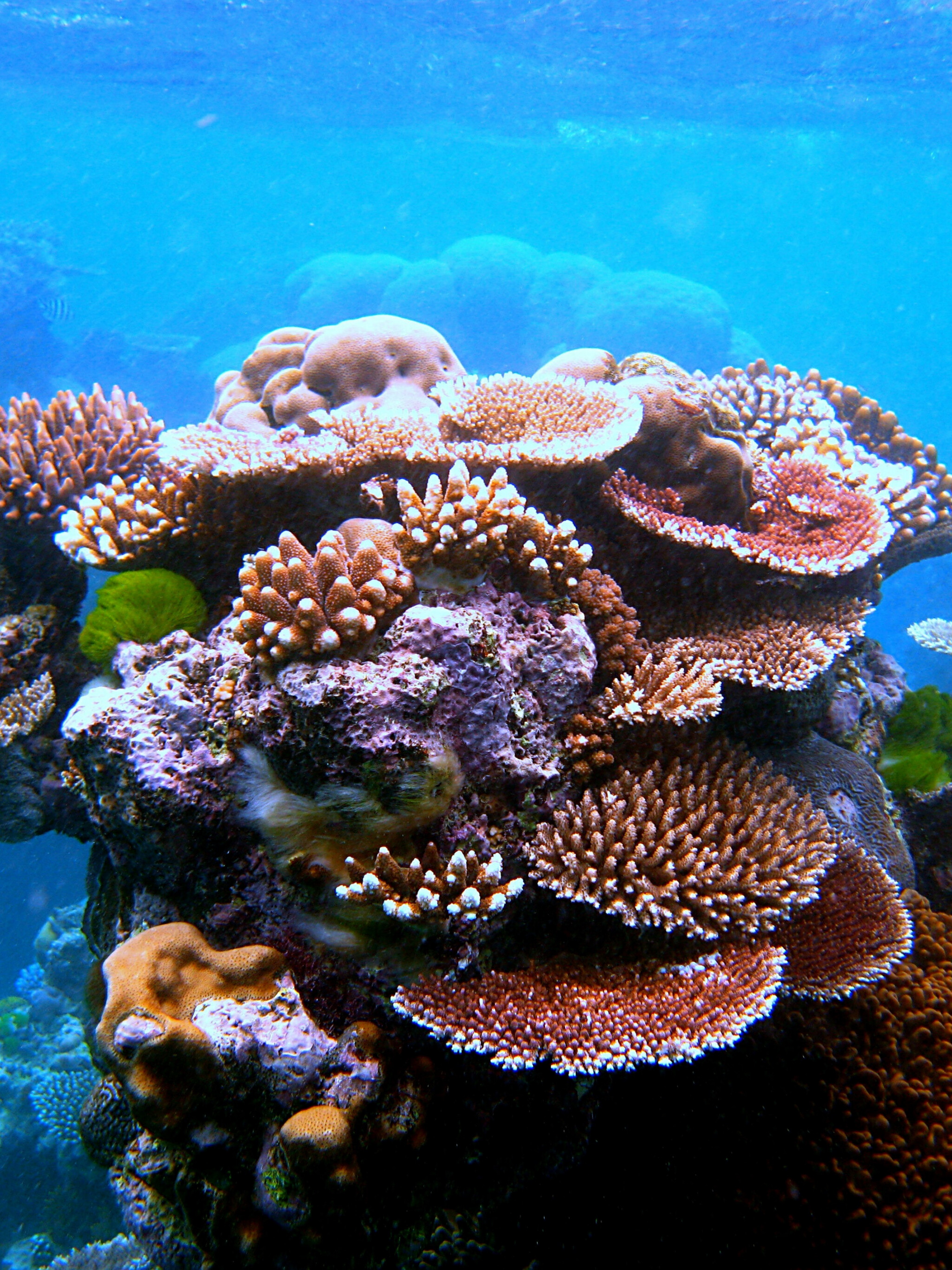 Coral outcrop wonder, Flynn Reef delight, Great Barrier Reef gem, HD coral reef, 2050x2740 HD Phone