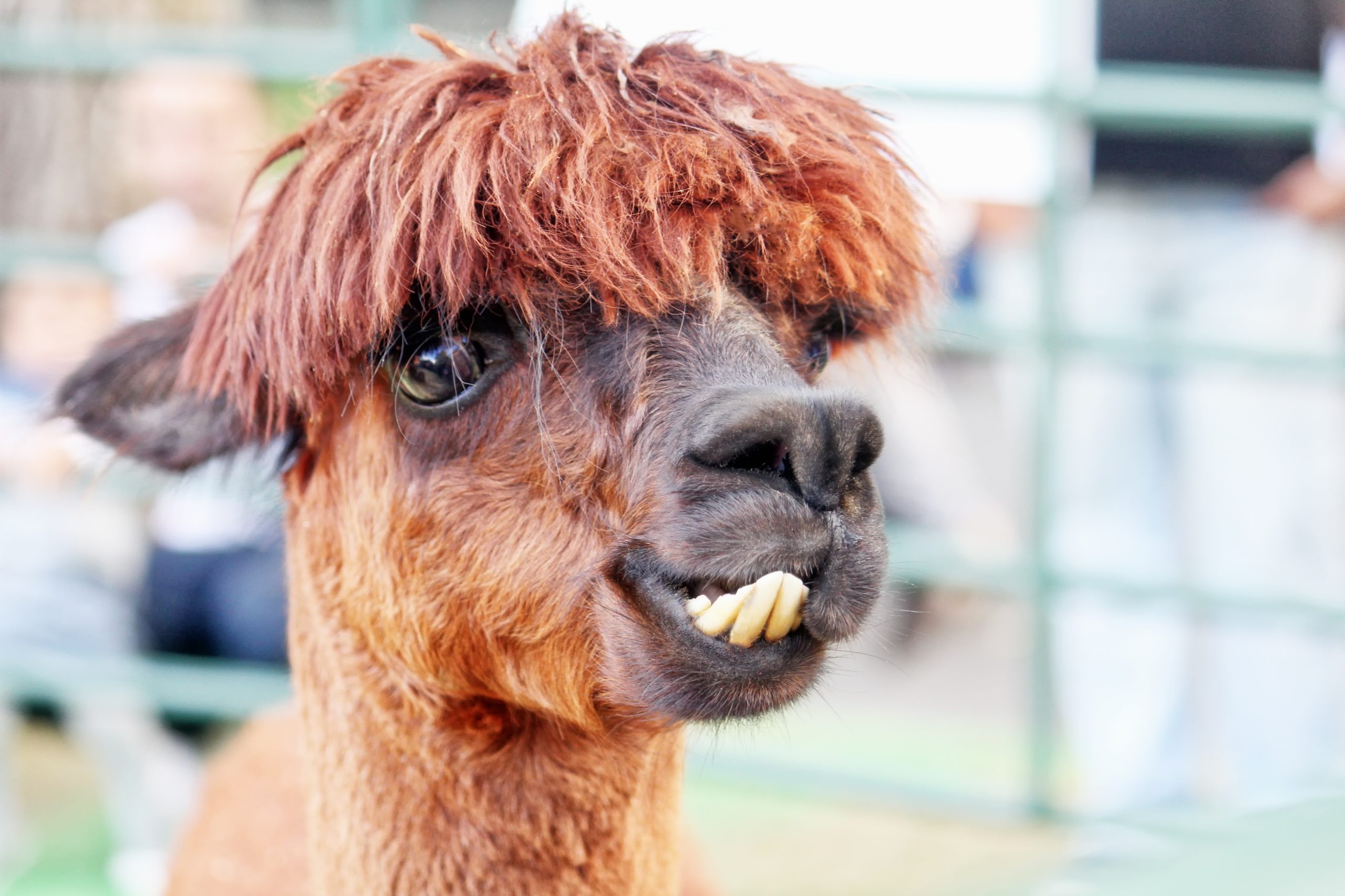 Adorable alpacas, Heartwarming photos, Irresistible charm, Smiling faces, 2560x1710 HD Desktop