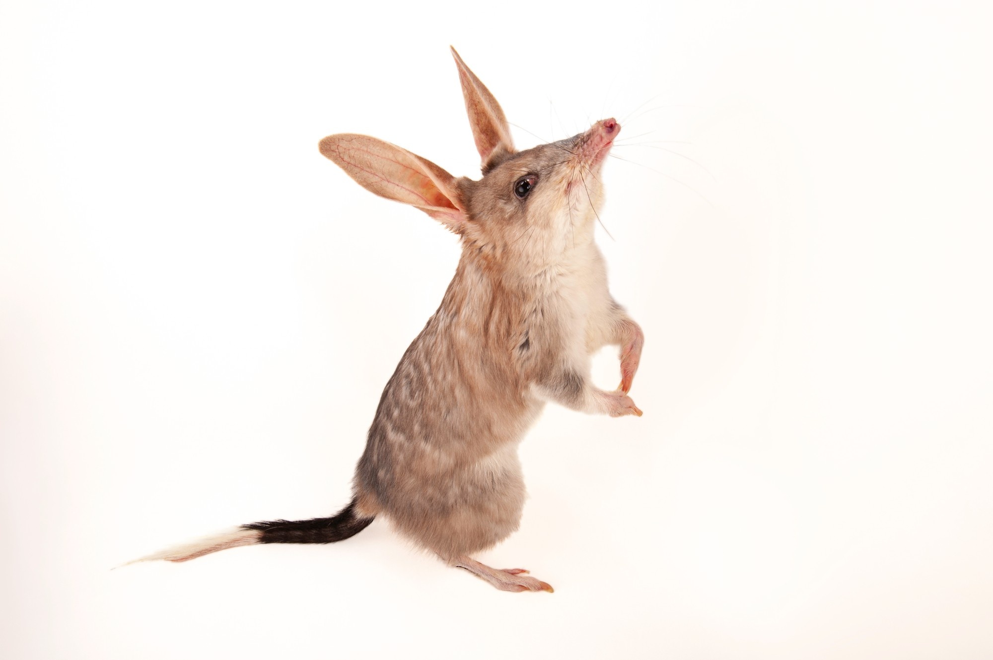 Macrotis (Bilby), Joel Sartore wildlife photography, Bilby in its habitat, Ani051 00033, 2000x1330 HD Desktop