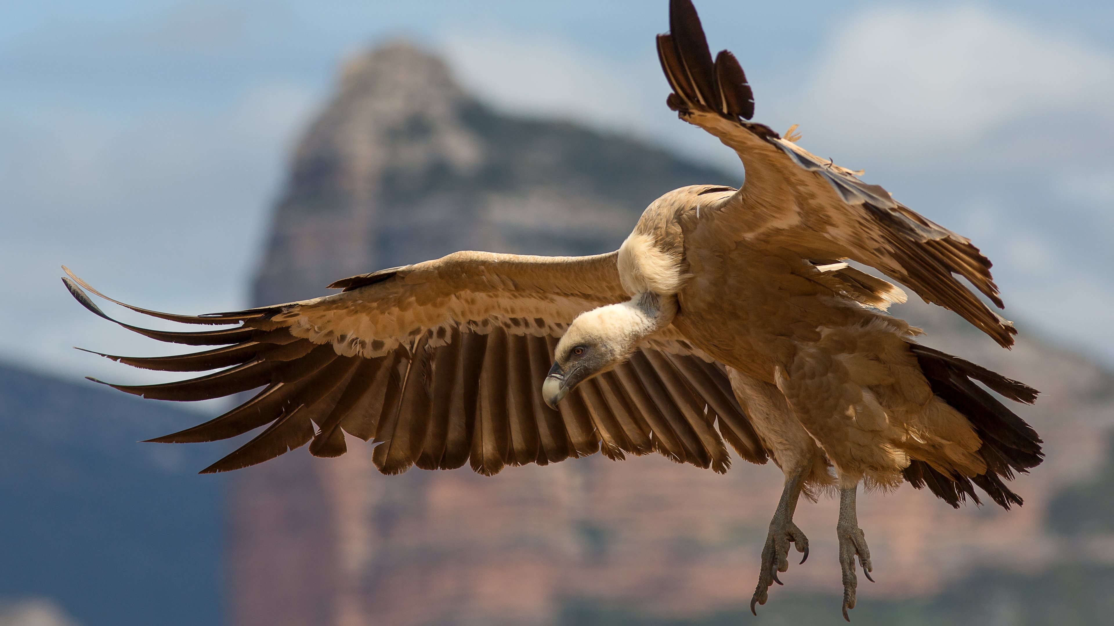 Griffon Vulture, 4K Ultra HD, Wallpaper background, 3840x2160 4K Desktop