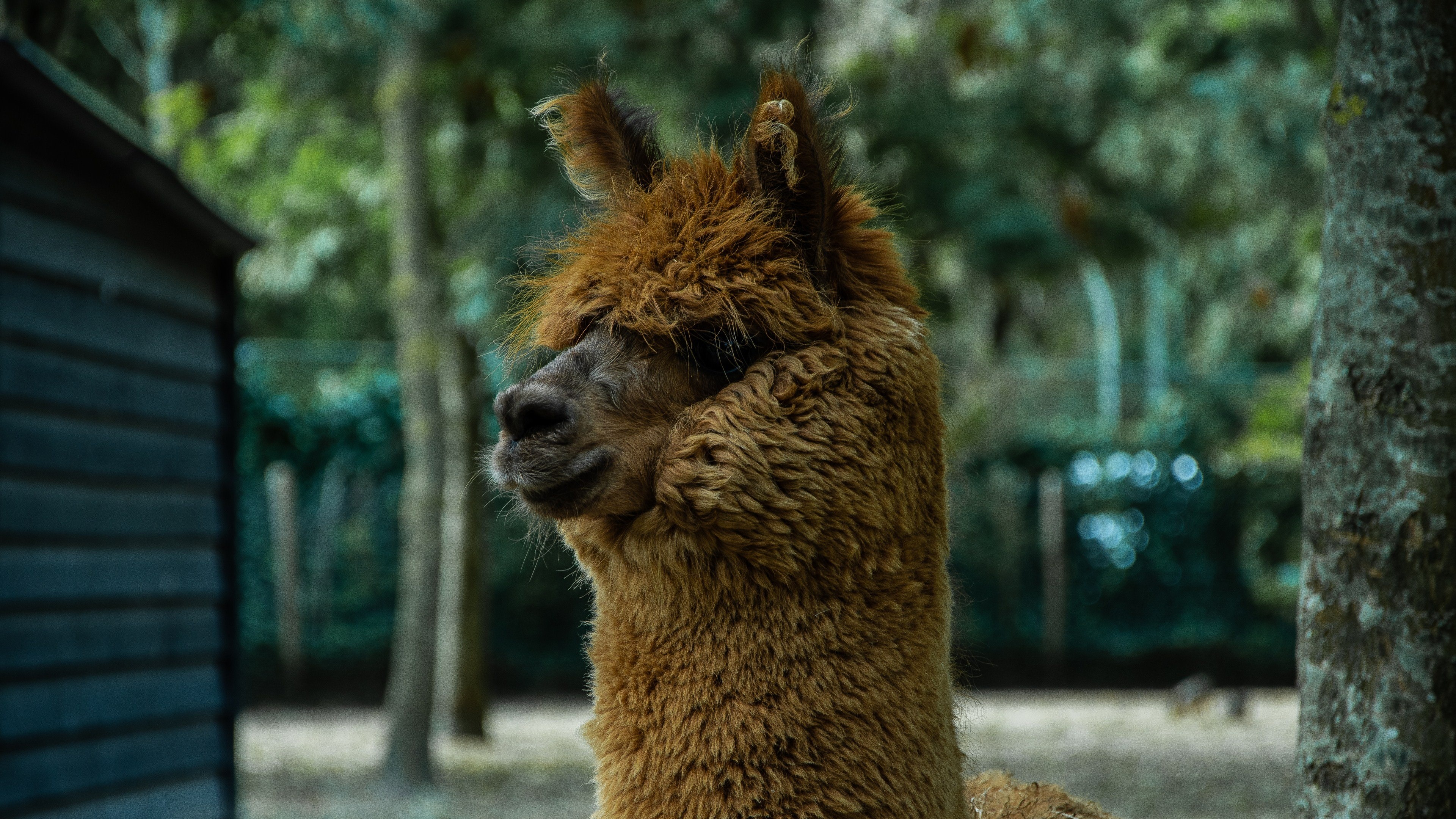 Huacaya, Alpacas Wallpaper, 3840x2160 4K Desktop