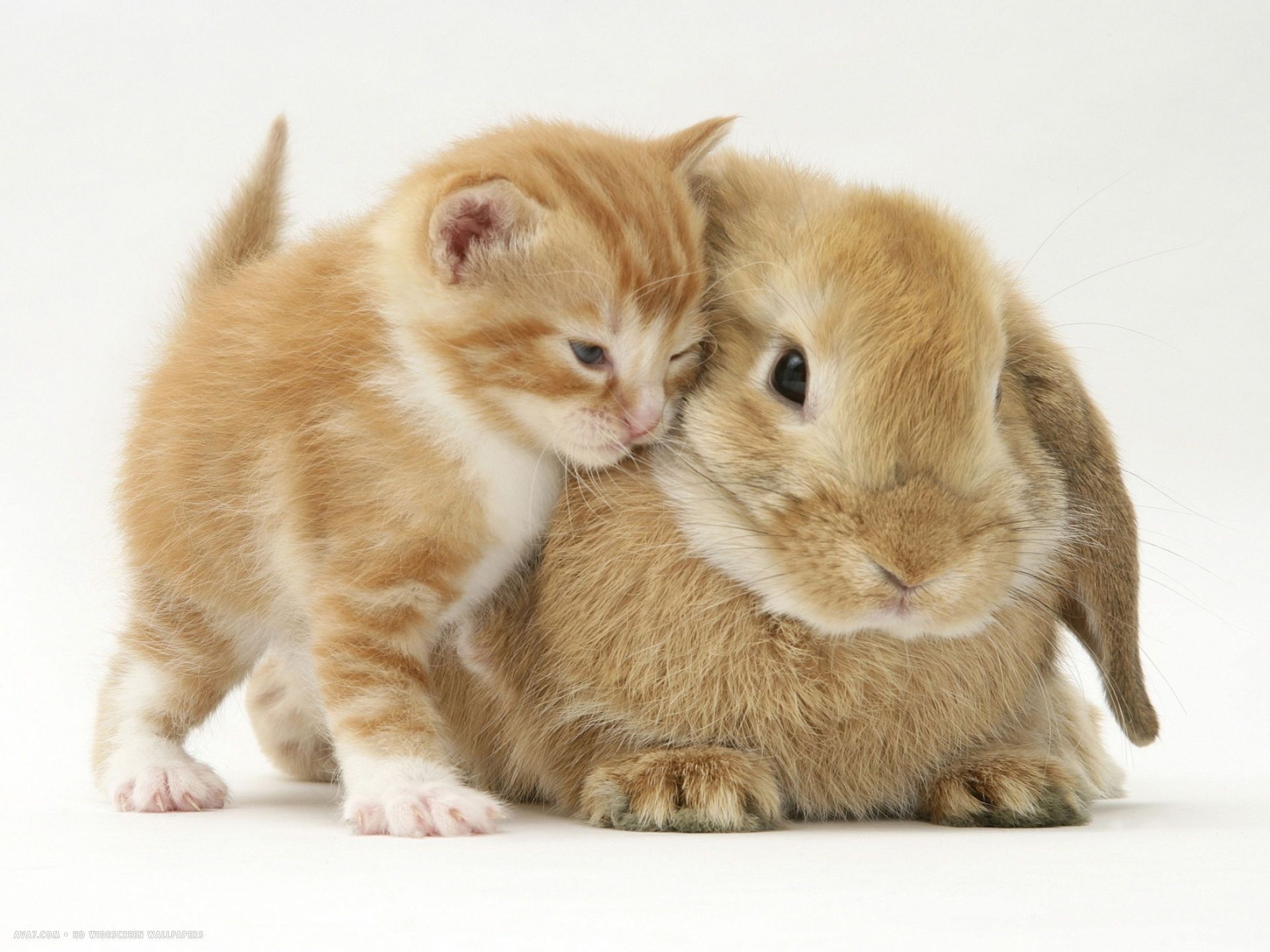 Kitten, Bunnies Wallpaper, 1920x1440 HD Desktop