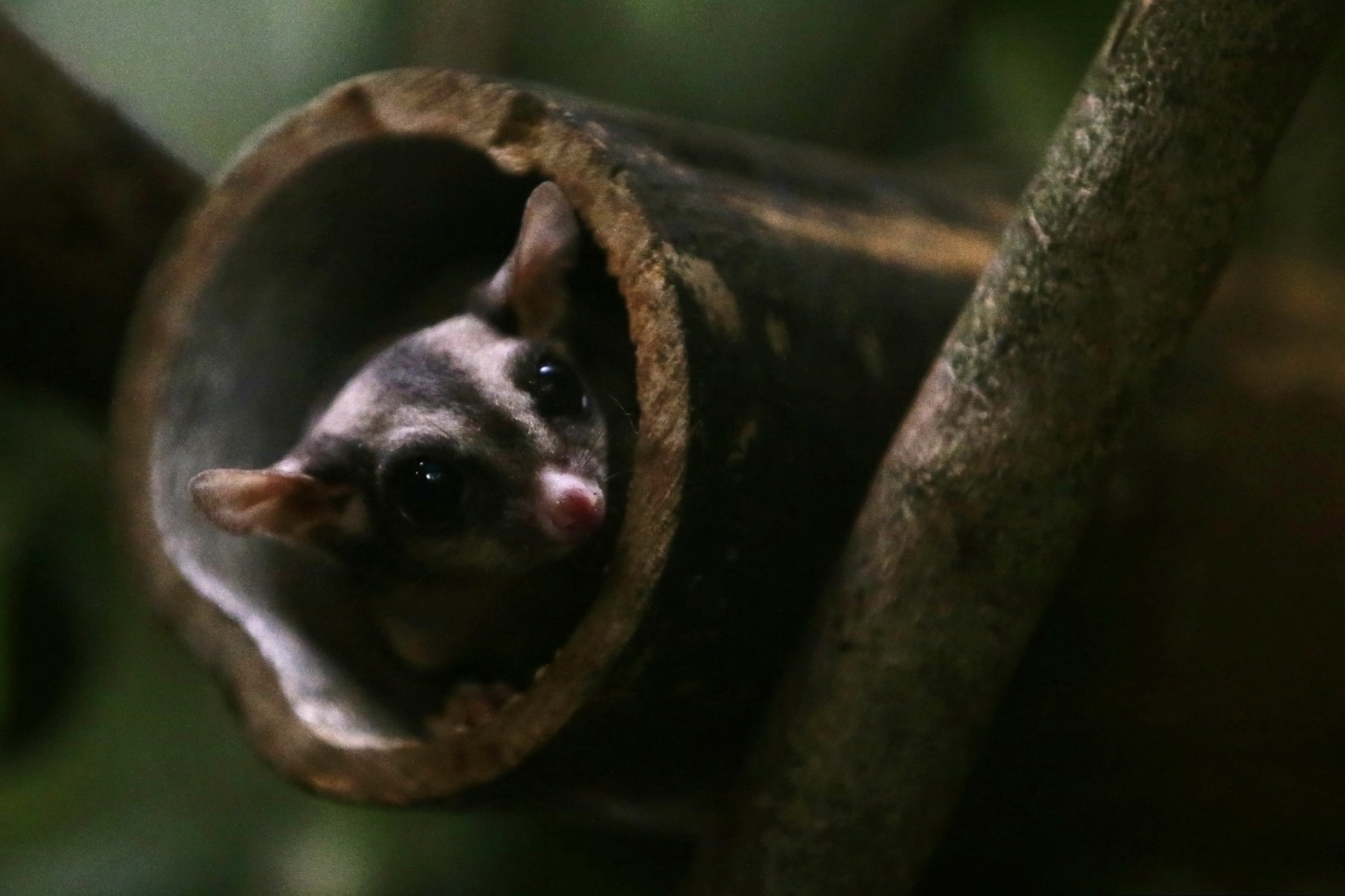 Endangered parrot, Threatened by sugar gliders, Australian wildlife, Conservation efforts, 2500x1670 HD Desktop