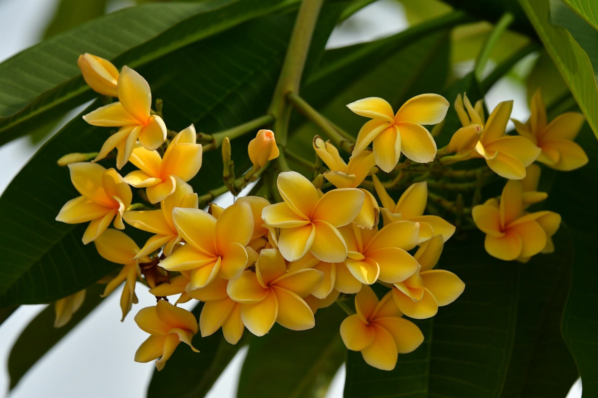 Loud wallpapers, Floral beauty, Plumeria paradise, Striking colors, 1920x1280 HD Desktop