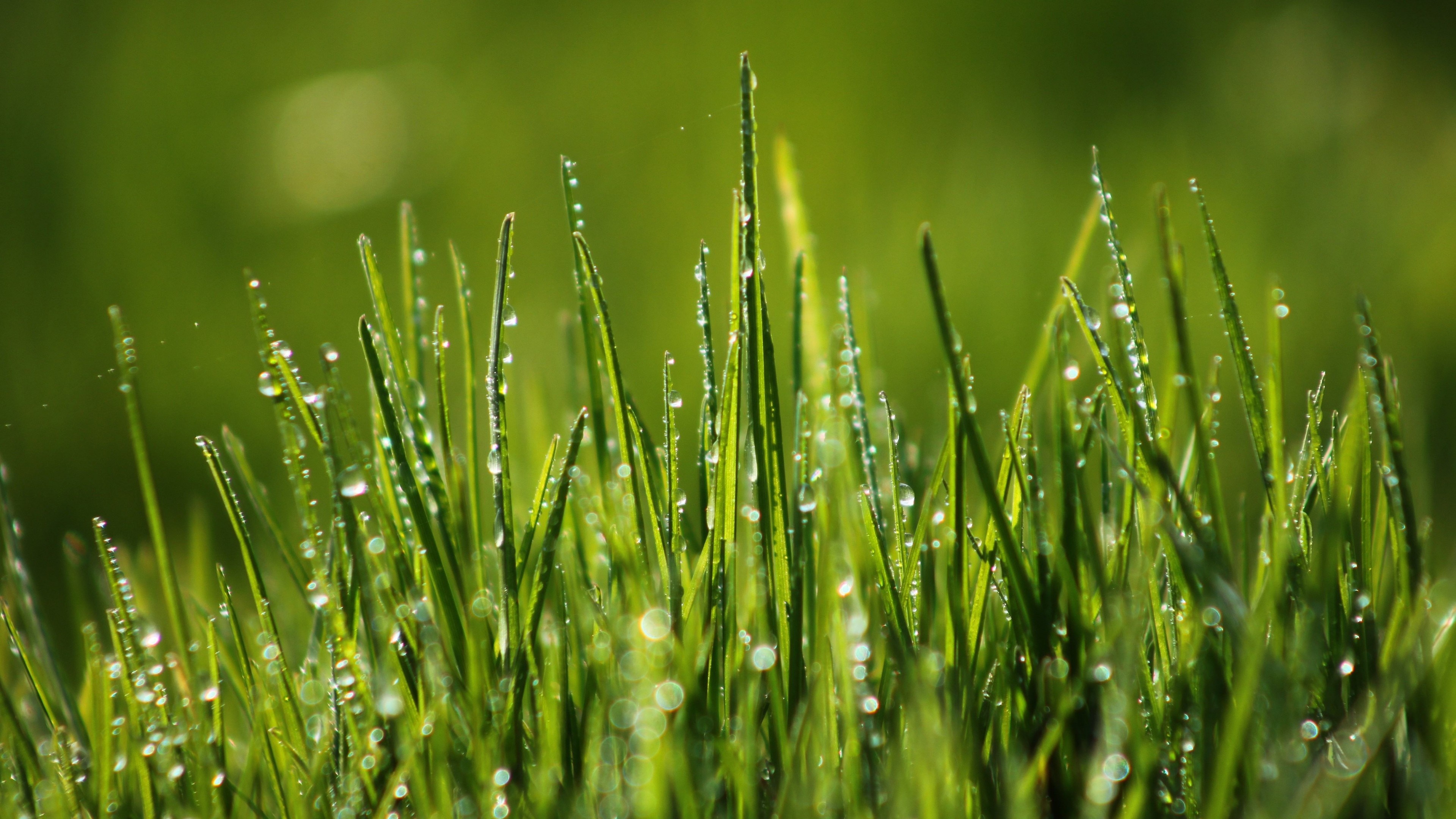 Dew, Grass Wallpaper, 3840x2160 4K Desktop