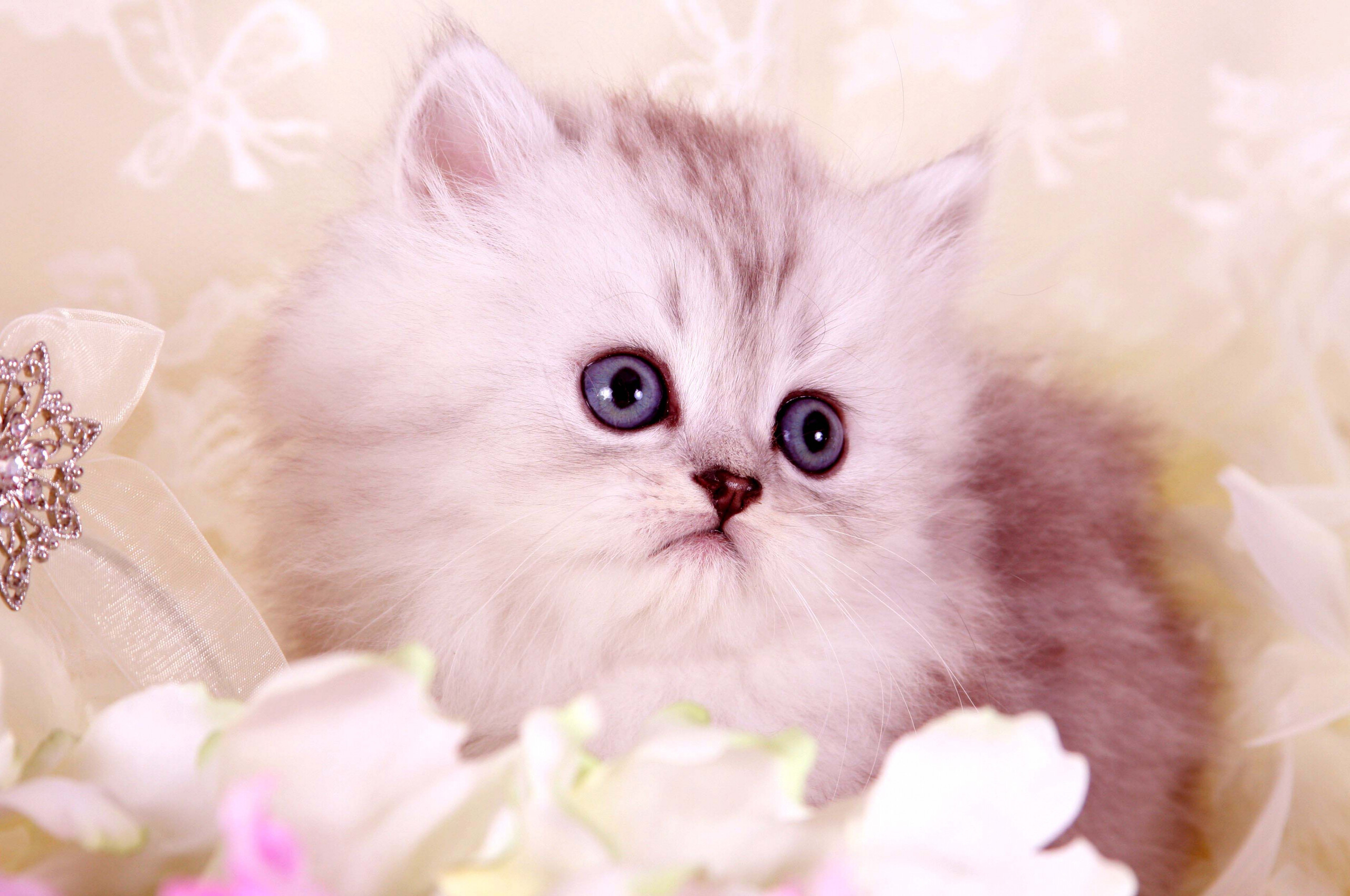 Kitten, Persian Cats Wallpaper, 2560x1700 HD Desktop