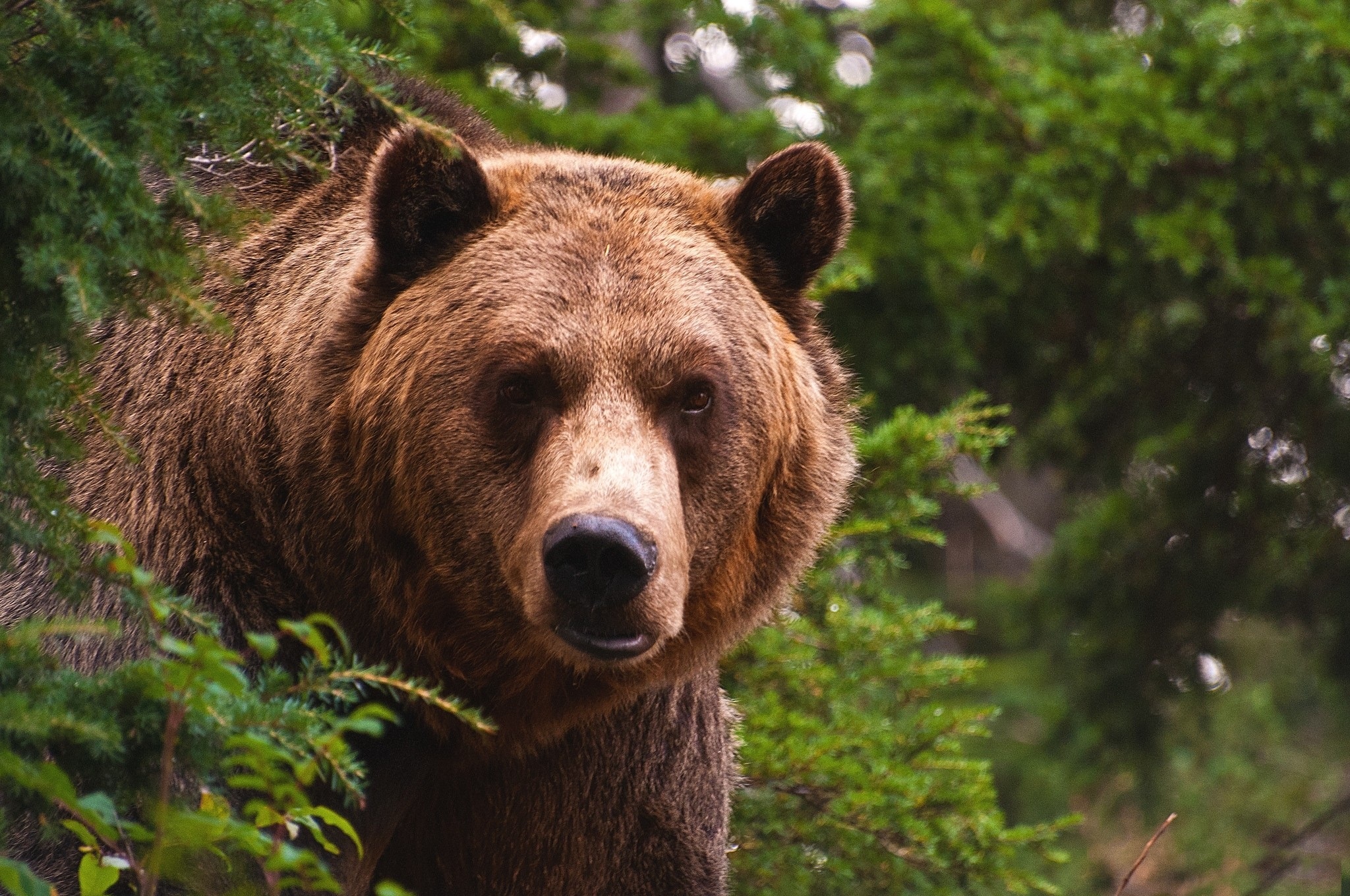 Grizzly Bear, Desktop wallpaper, Stunning bear imagery, Captivating background, 2050x1360 HD Desktop