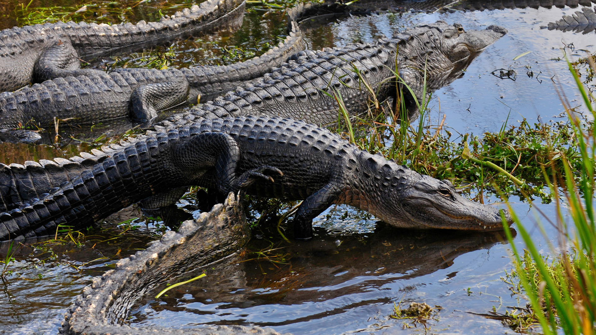 Everglades National Park, Park overview, Nature's wonder, Ecological richness, 1920x1080 Full HD Desktop