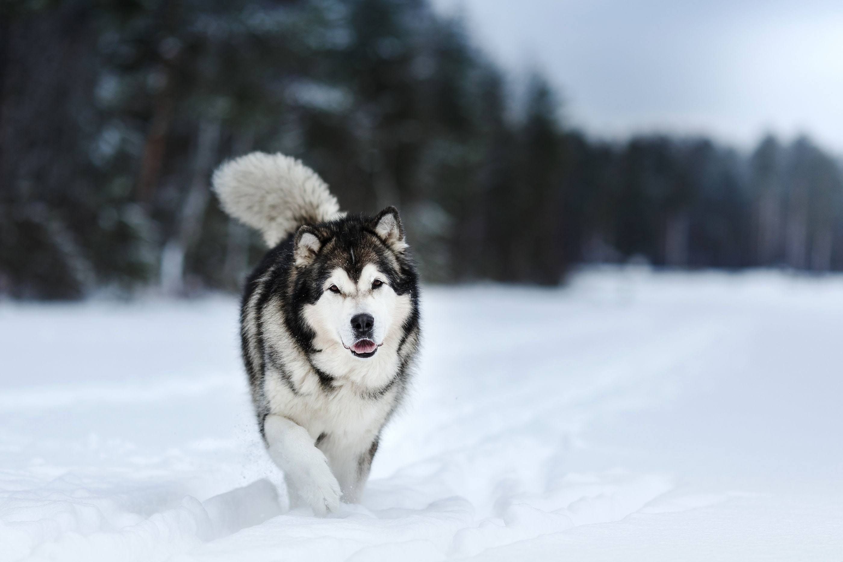 Alaskan Malamute phone wallpaper, John peltier, Husky wallpaper, Alaskan Malamute, 2800x1870 HD Desktop