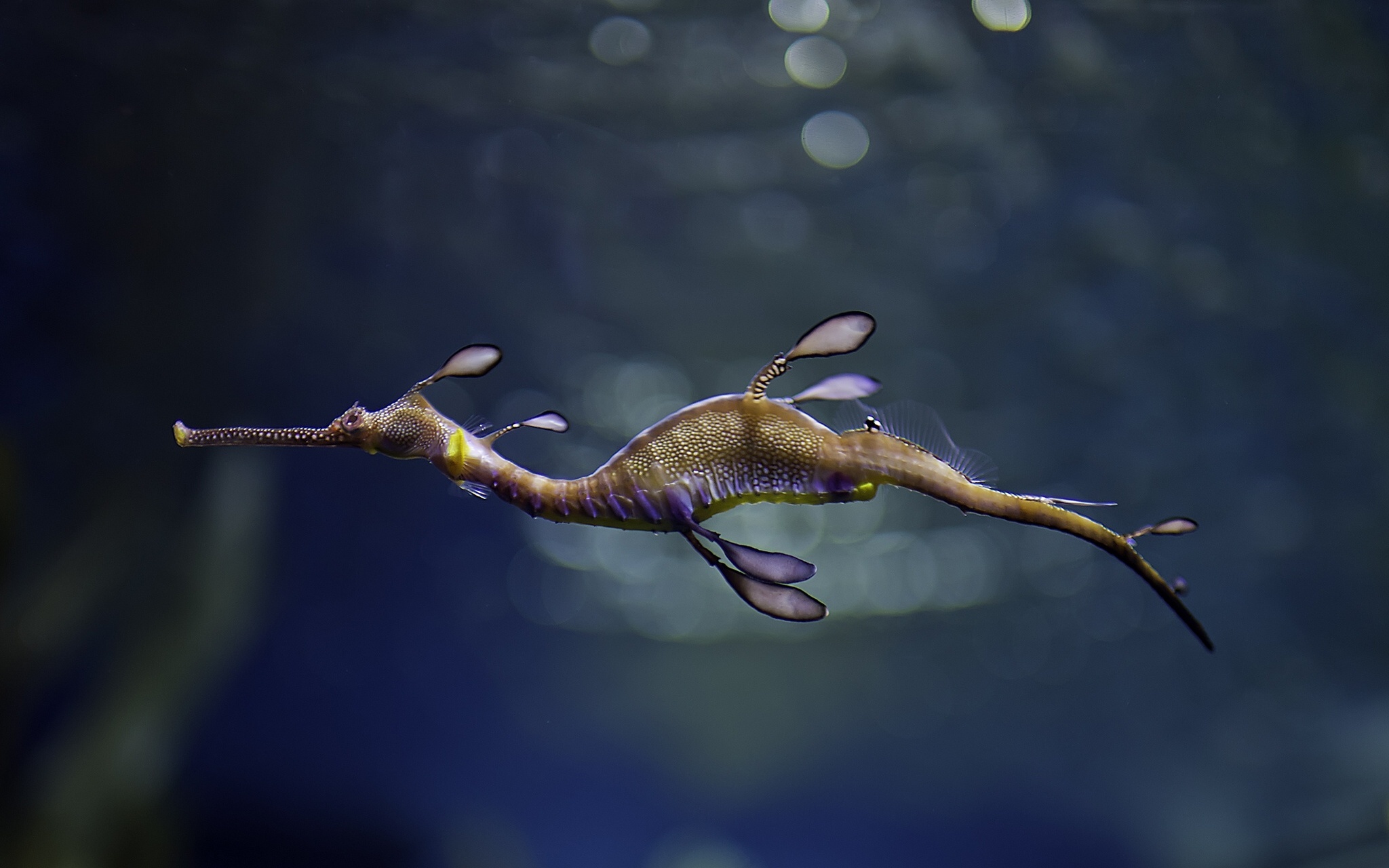 Seahorse, HD wallpapers, Desktop and mobile, Animals, 2050x1280 HD Desktop