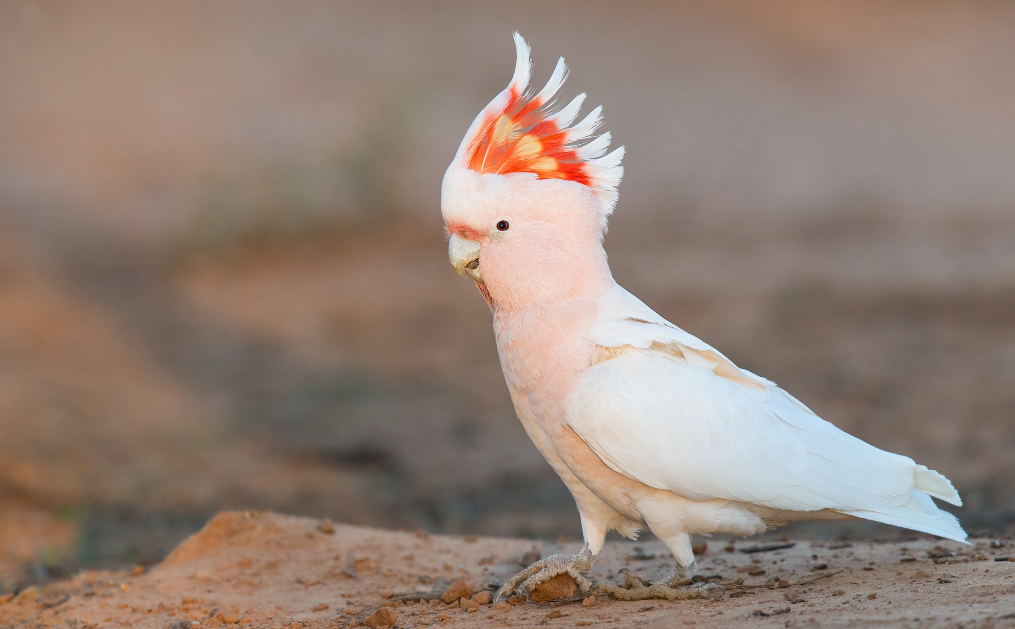 Rare cockatoo species, Wallpapers for cockatoo lovers, Exquisite plumage, 2050x1270 HD Desktop