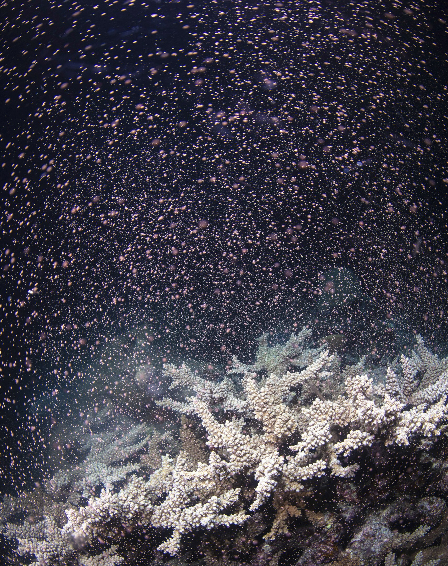 Great Barrier Reef, Spectacular coral blooms, Coral crown spectacle, Nature's masterpiece, 1720x2160 HD Phone