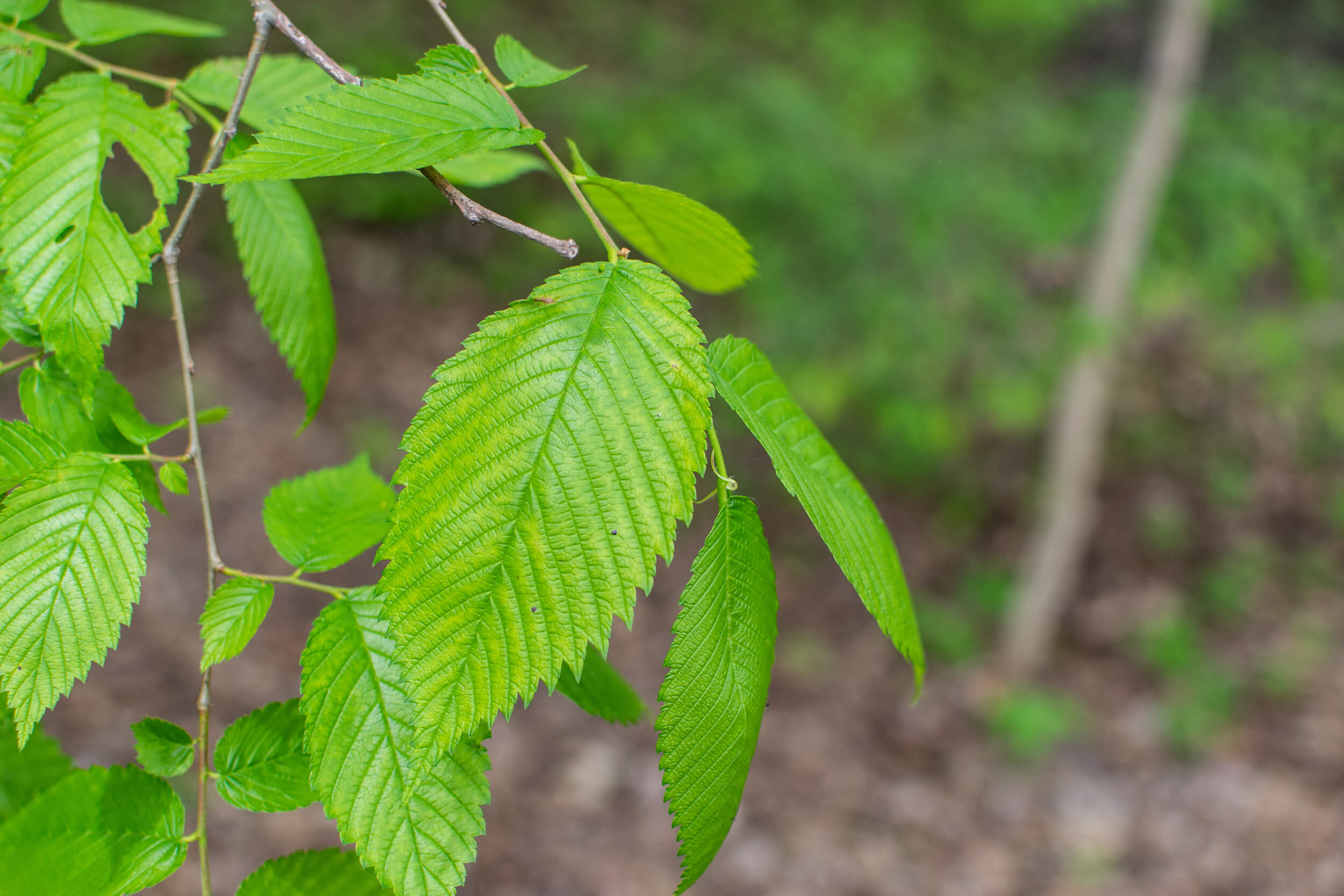 American elm, Purdue Fort Wayne, Nature, 2500x1670 HD Desktop