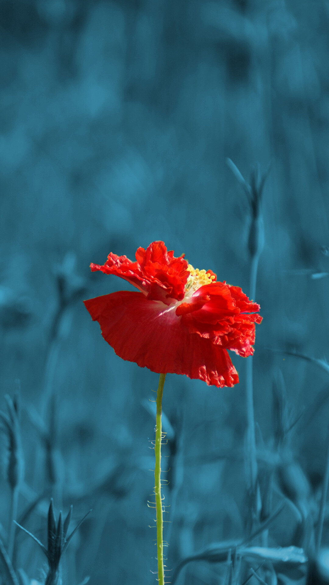 Poppy Flower, Red poppy, UHD wallpaper, Striking beauty, 1080x1920 Full HD Phone