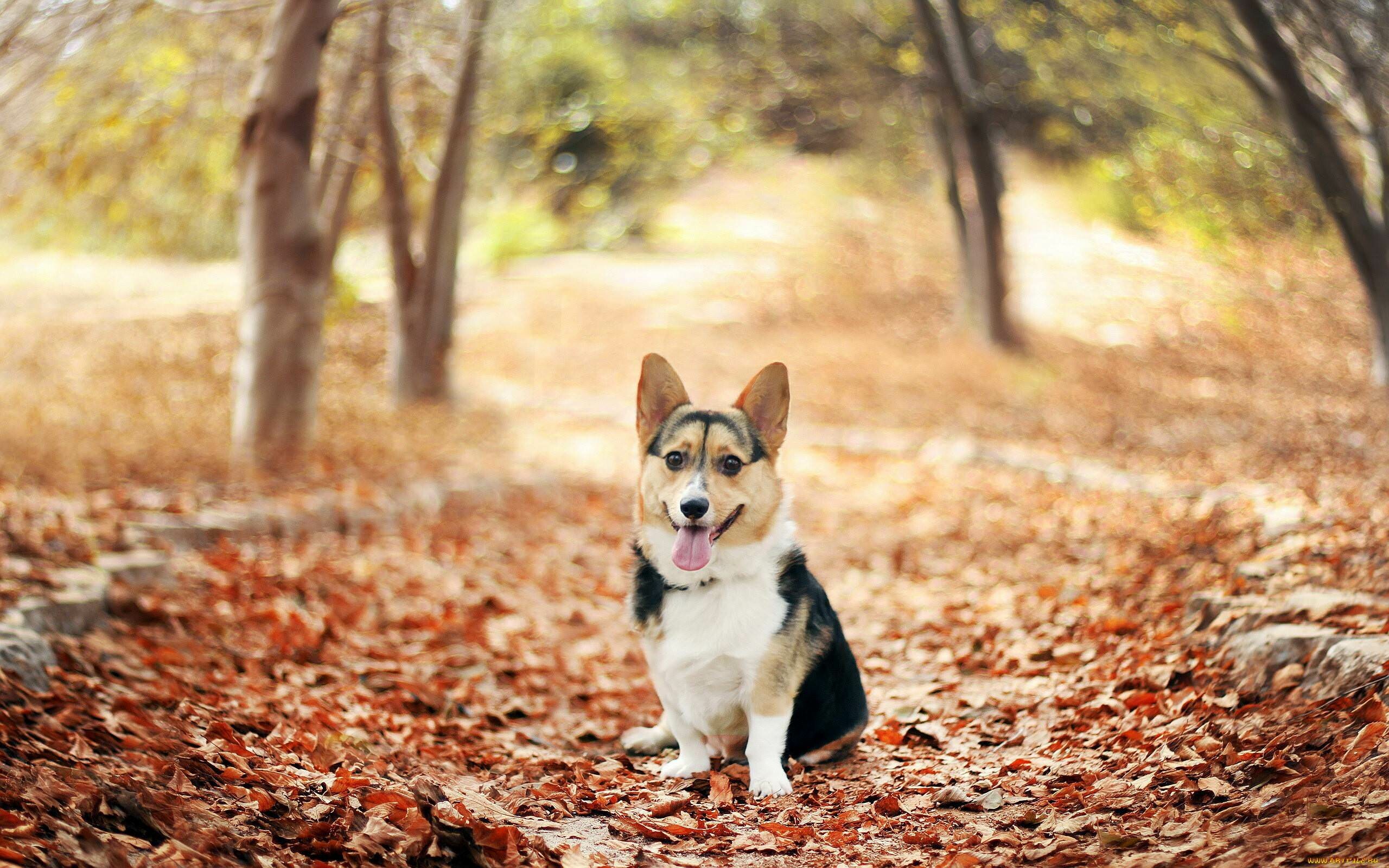 Cake day corgi, Eating dessert, Imgur album, 2560x1600 HD Desktop