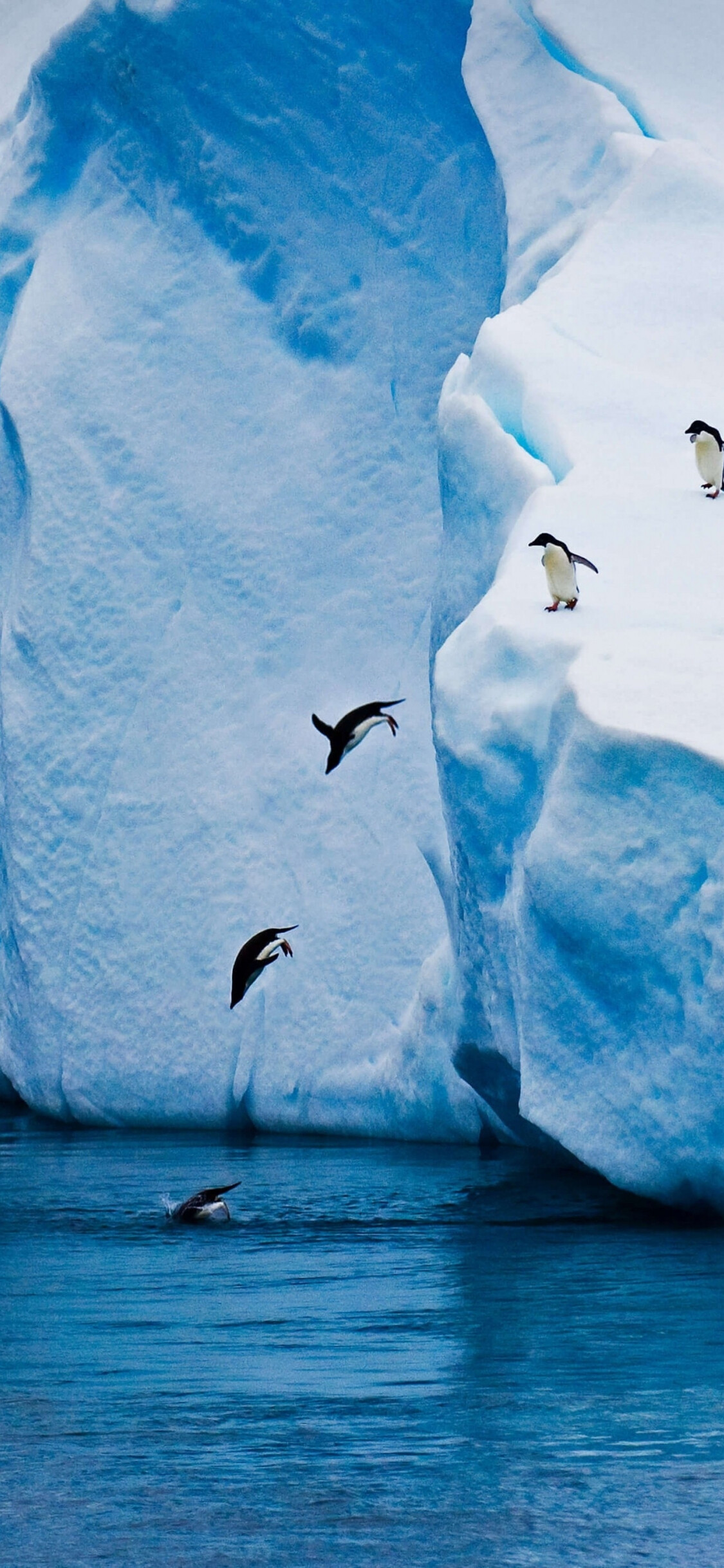 Glacier, Penguin jumping, Winter nature wallpaper, iPhone X, 1130x2440 HD Phone