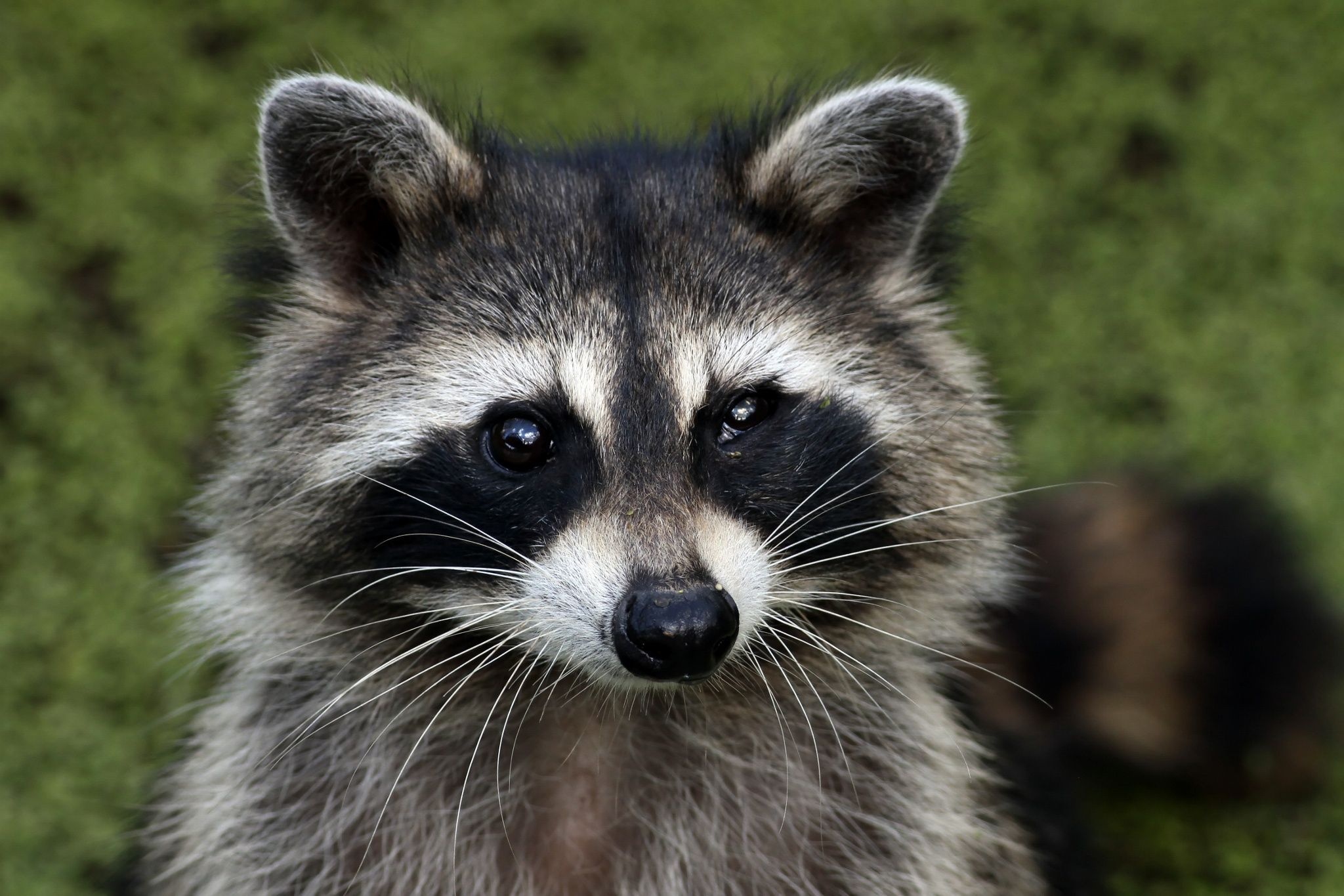 Adorable raccoon, Cute critter, Animal atlas, Nature's marvels, 2050x1370 HD Desktop