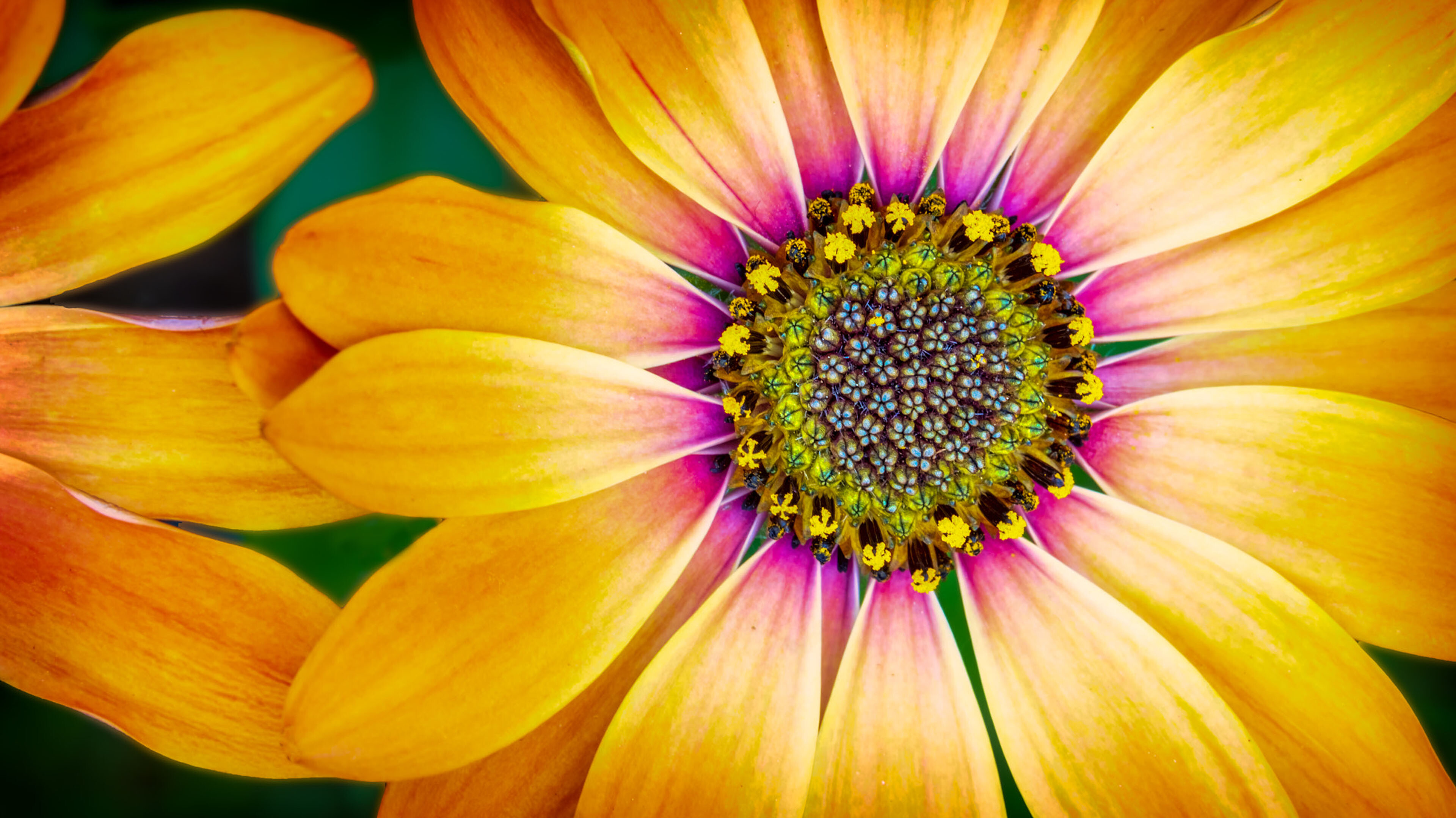 African Daisy, Daisies Wallpaper, 3840x2160 4K Desktop