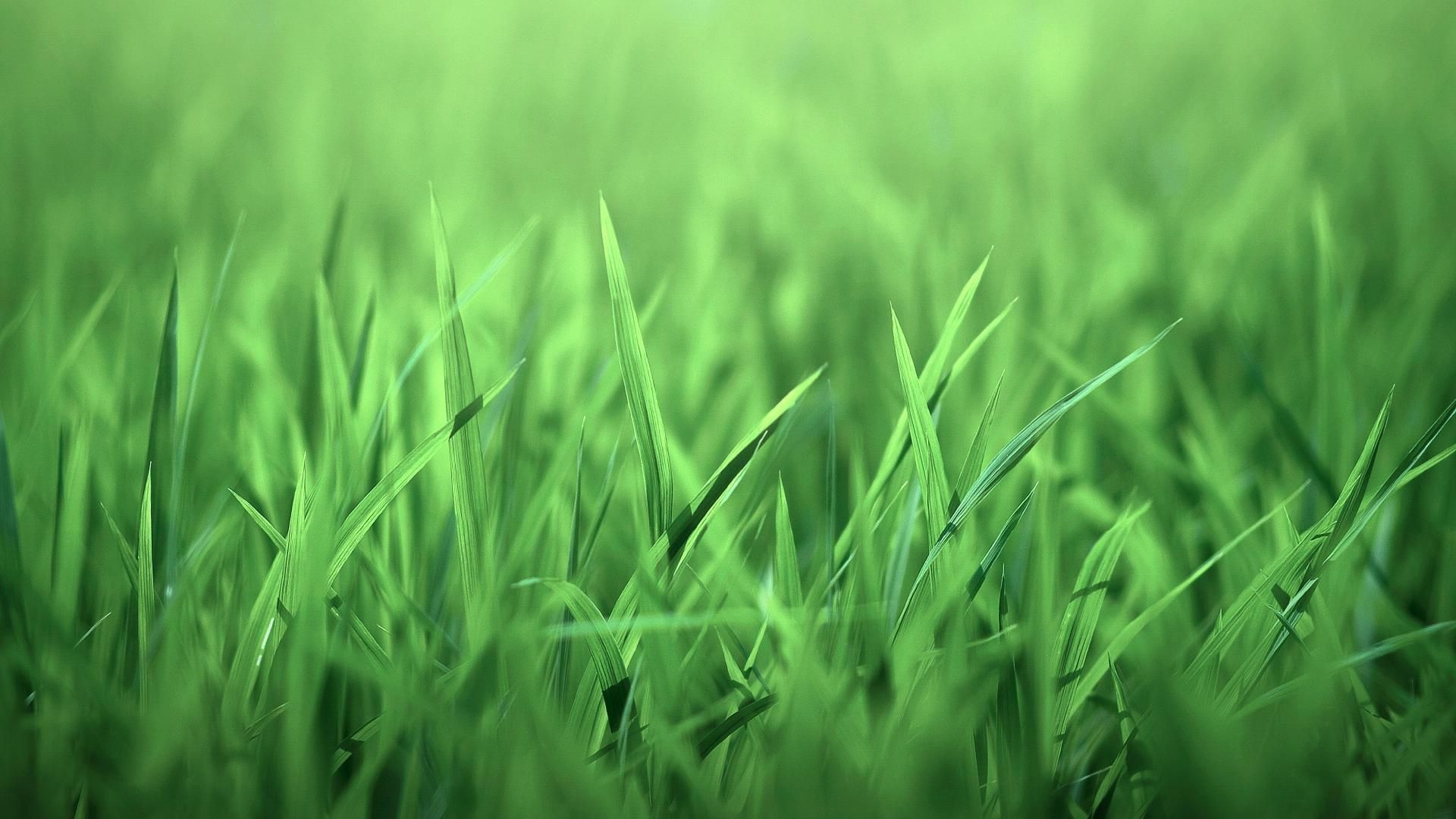 Green grass HD wallpapers, Nature wallpaper, Free HD wallpapers, Serene landscapes, 1920x1080 Full HD Desktop