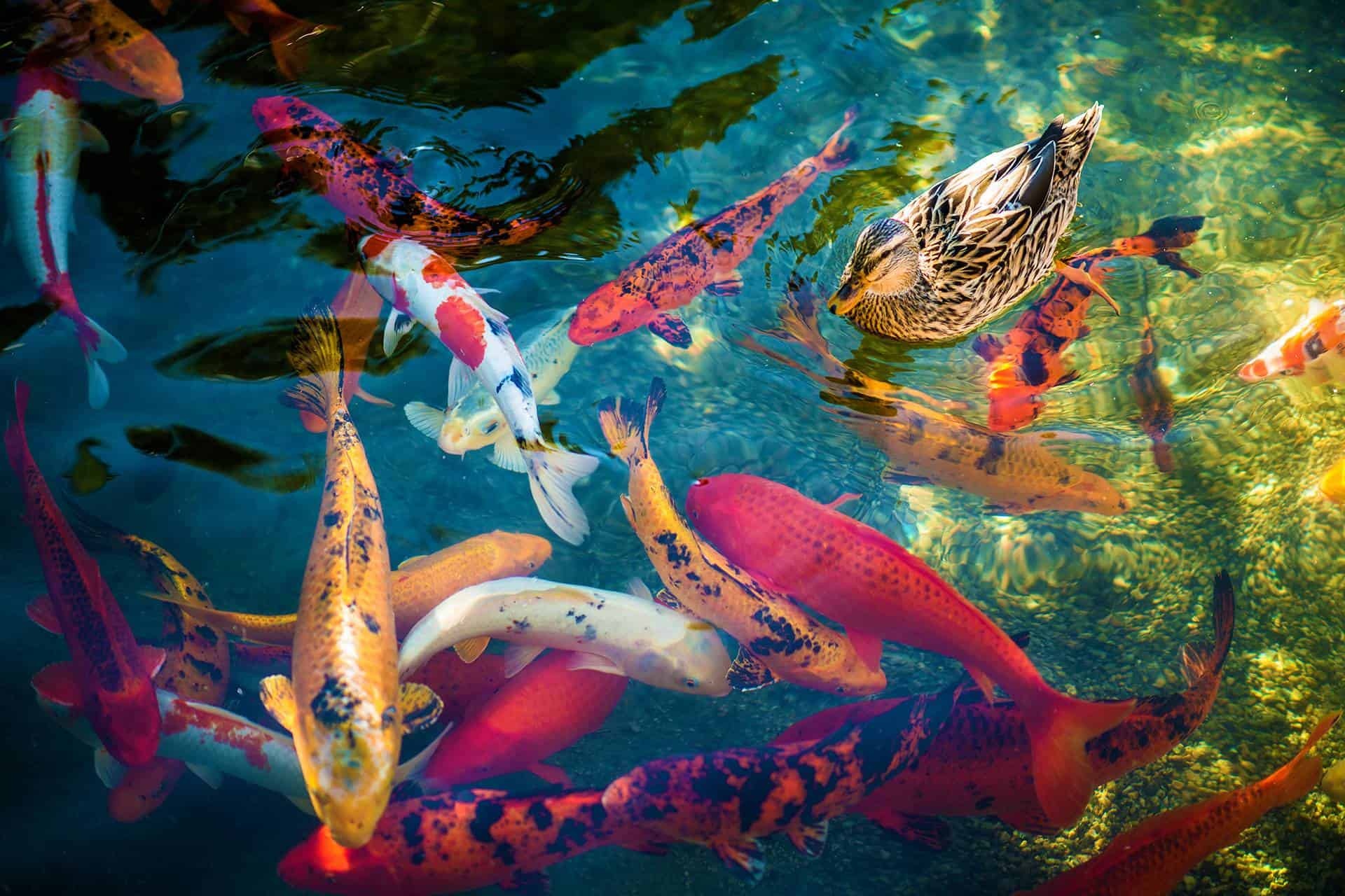 Duck, Koi Wallpaper, 1920x1280 HD Desktop